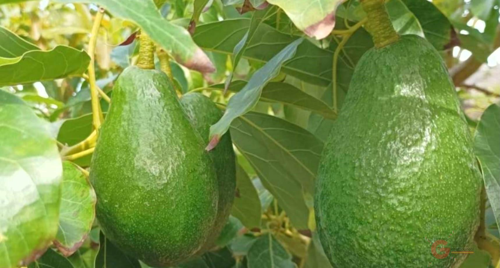 Venta de finca rústica en Motril