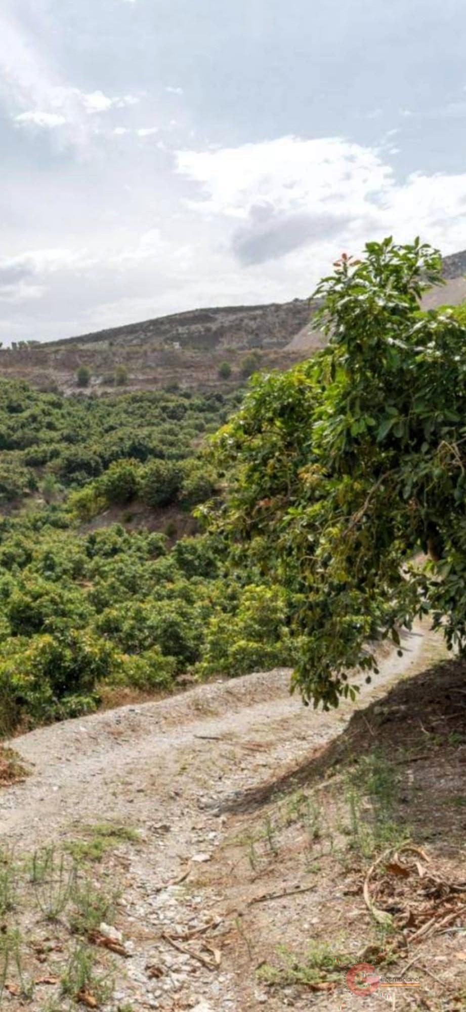 Venta de finca rústica en Motril