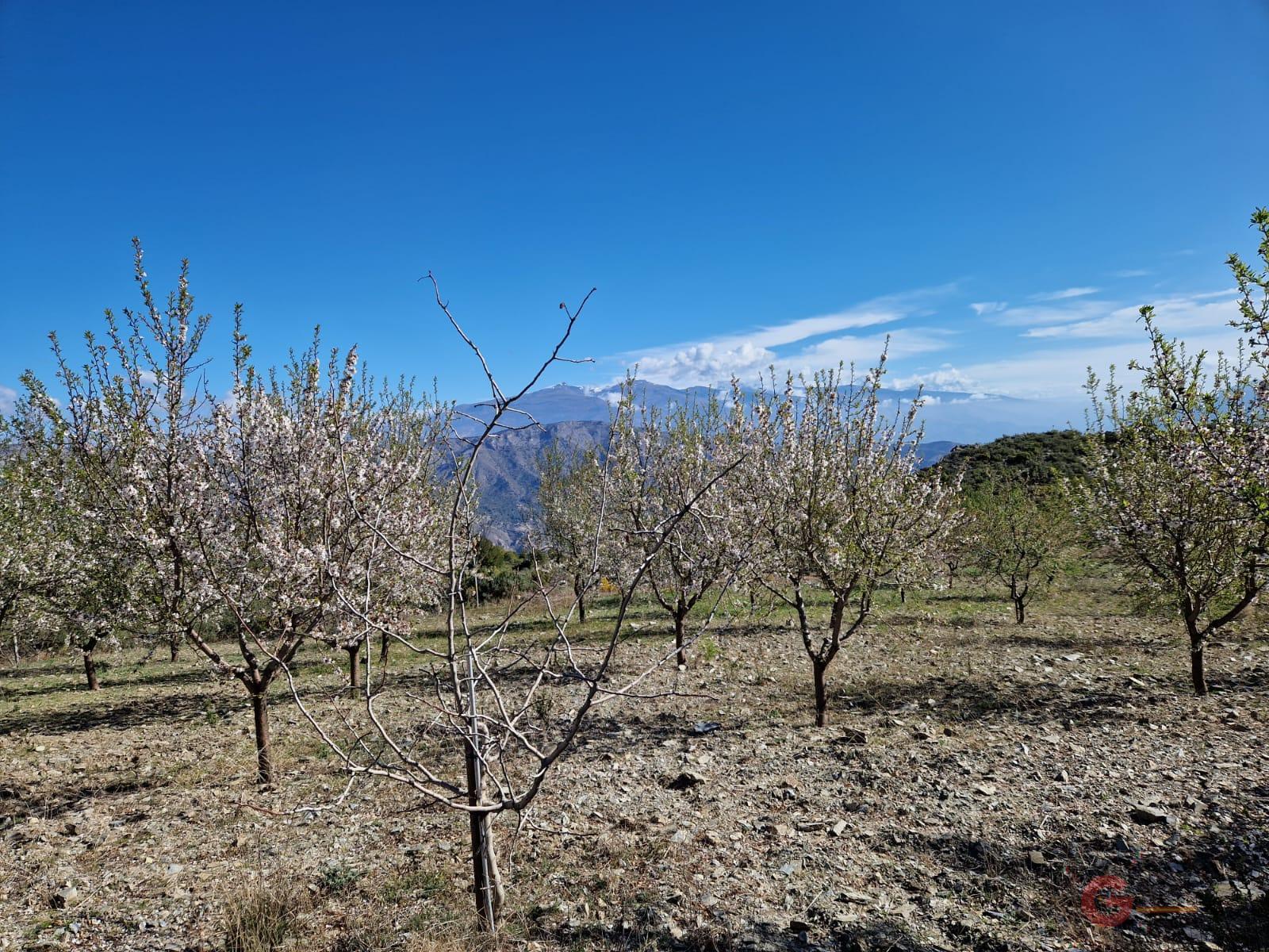 For sale of rural property in Molvízar
