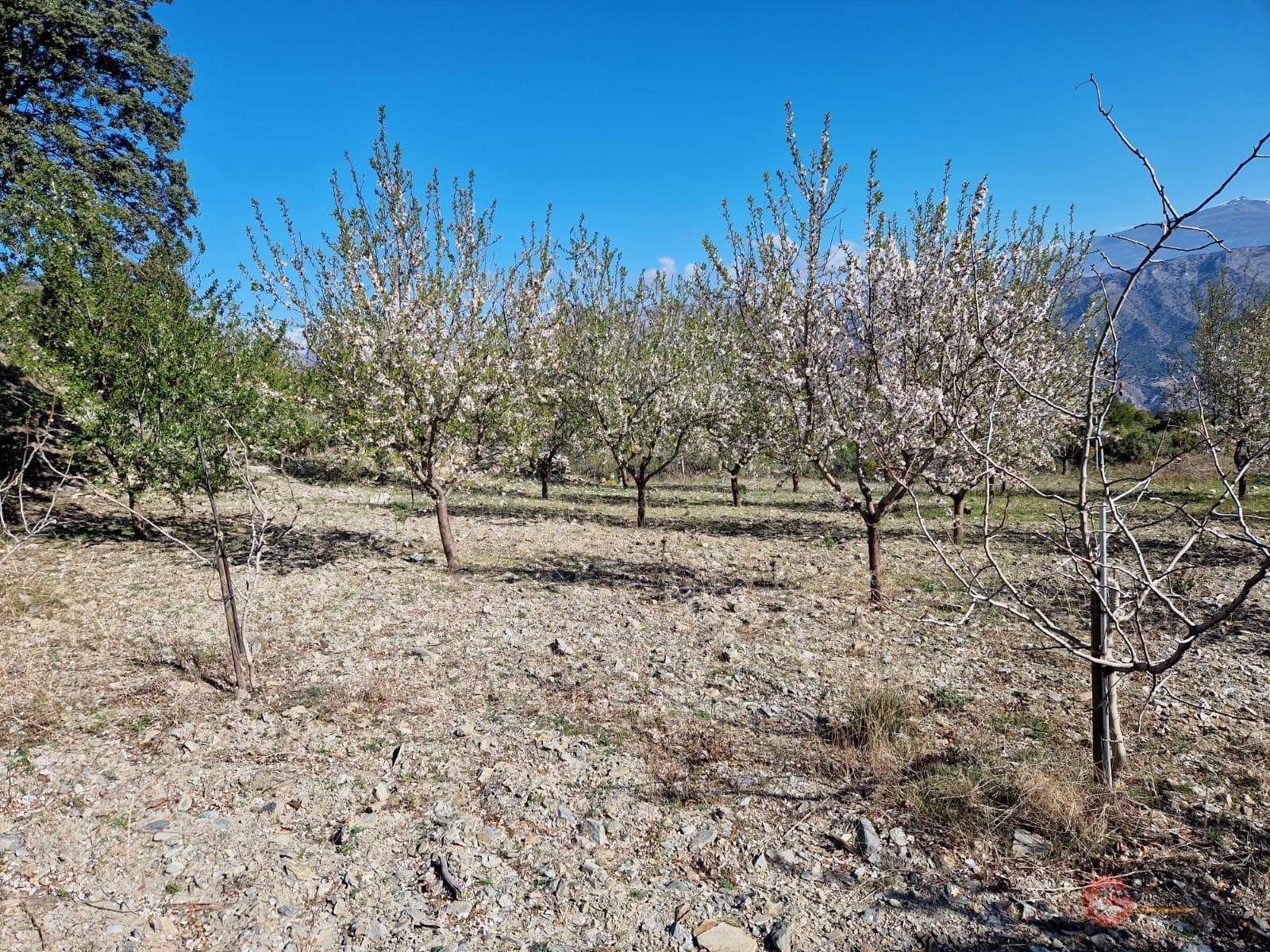 For sale of rural property in Molvízar