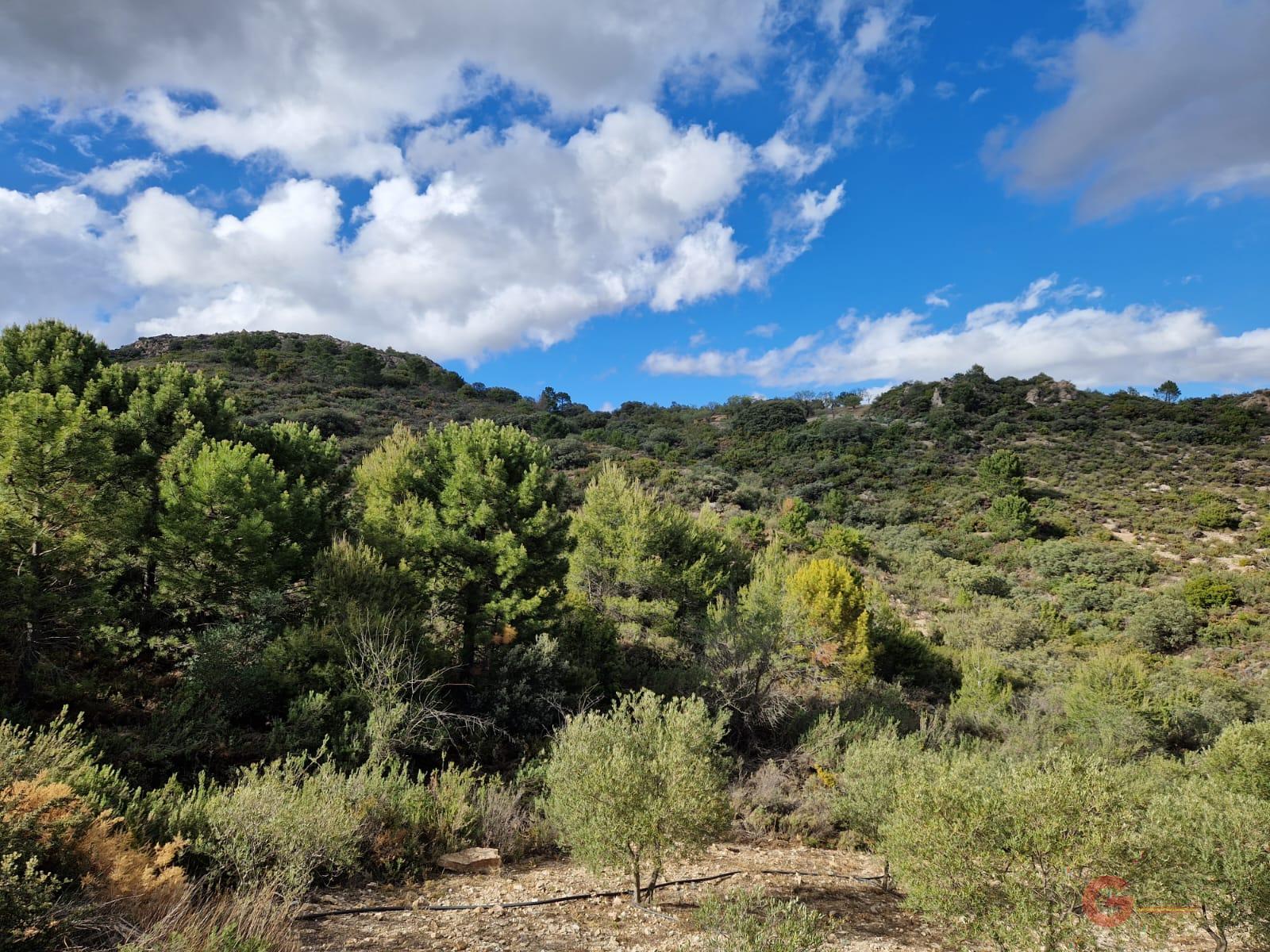 For sale of rural property in Molvízar