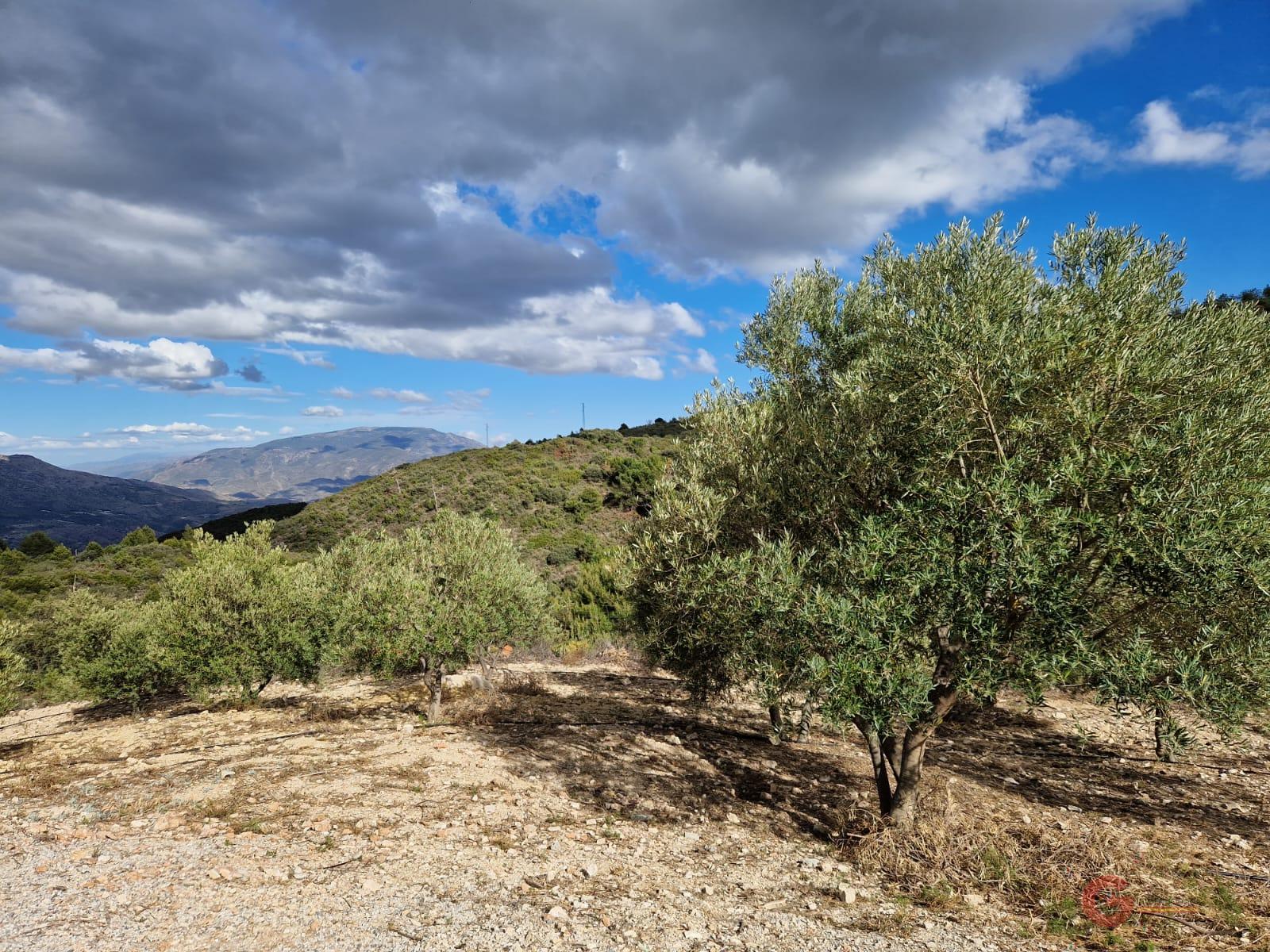 Venta de finca rústica en Molvízar