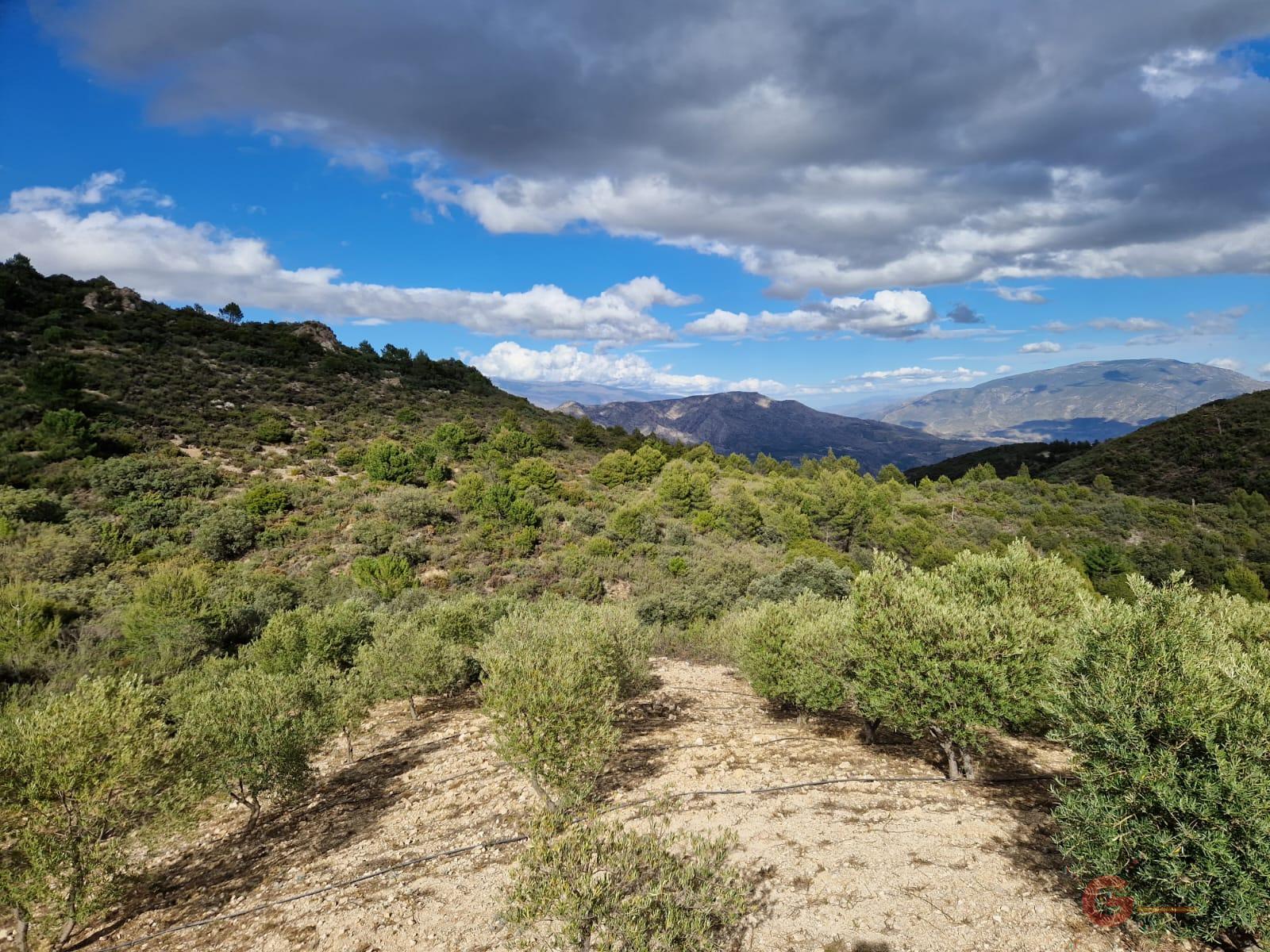 Venta de finca rústica en Molvízar