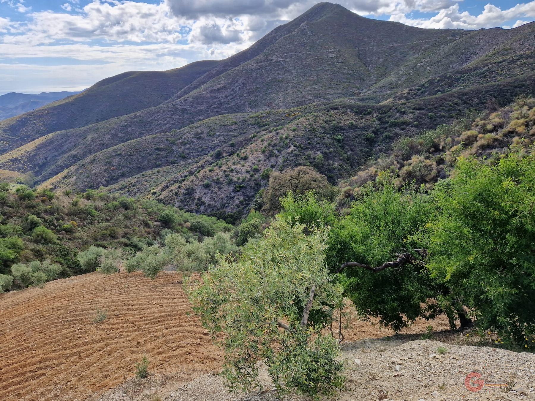 Venta de finca rústica en Molvízar