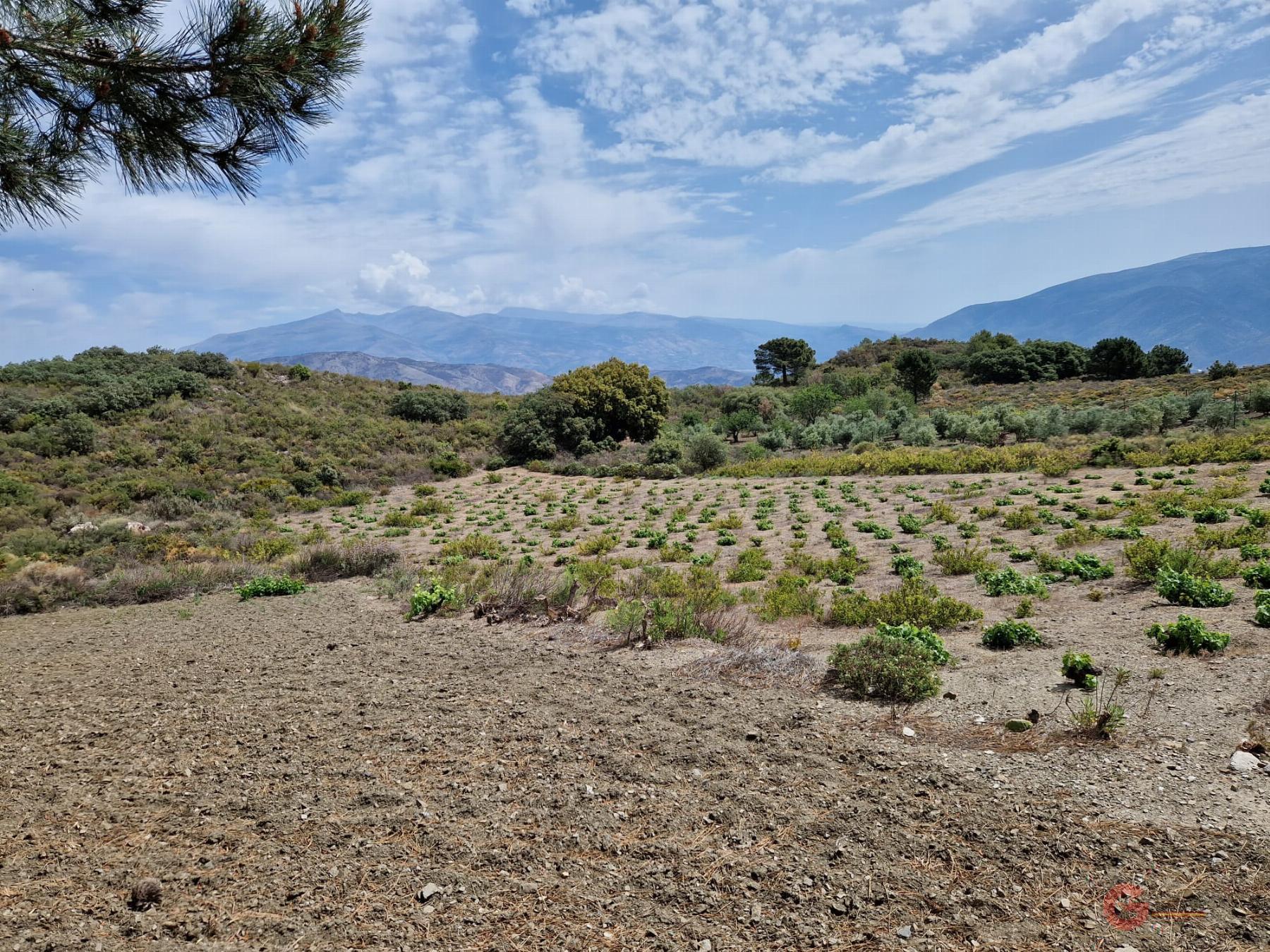 Venta de finca rústica en Molvízar