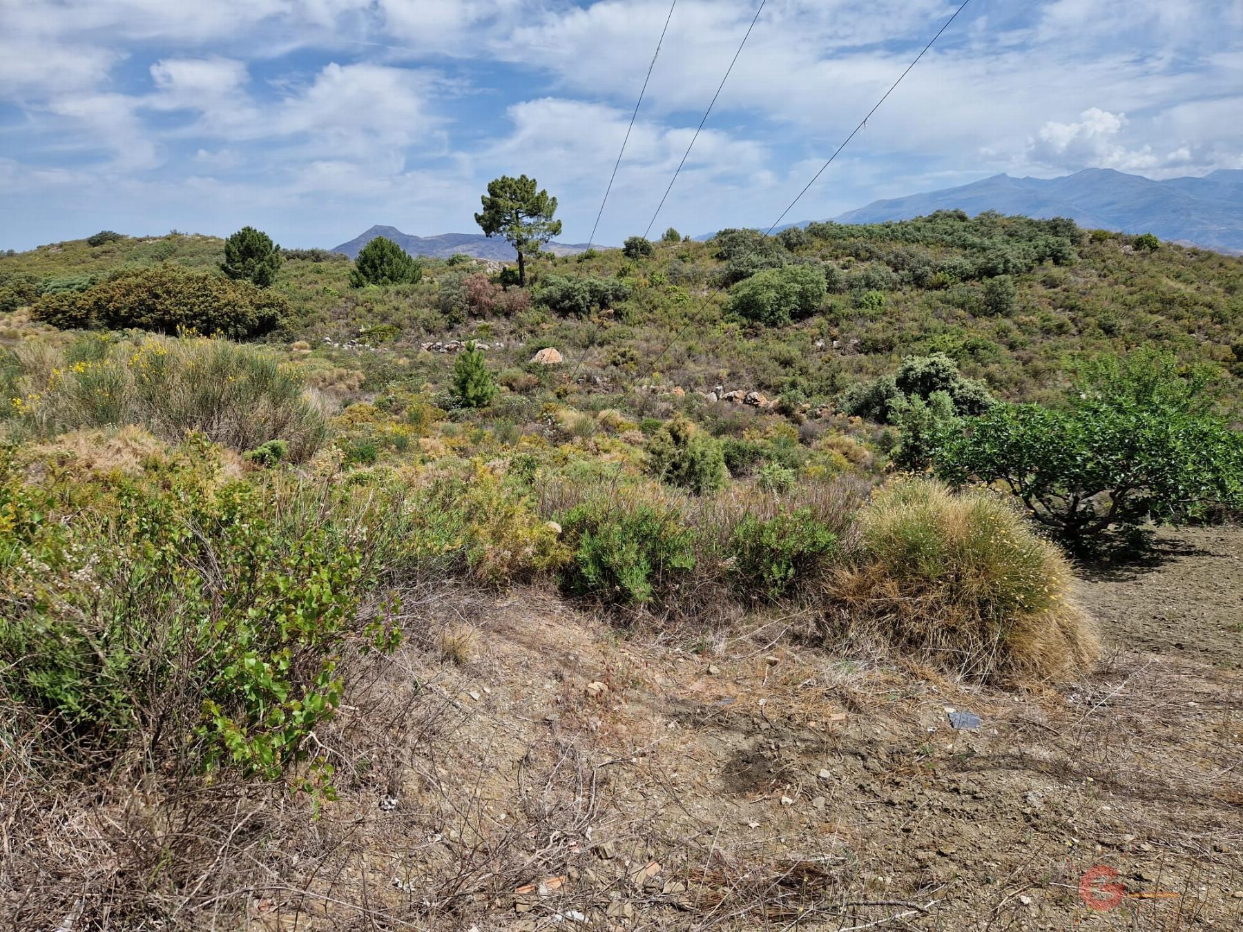 Venta de finca rústica en Molvízar