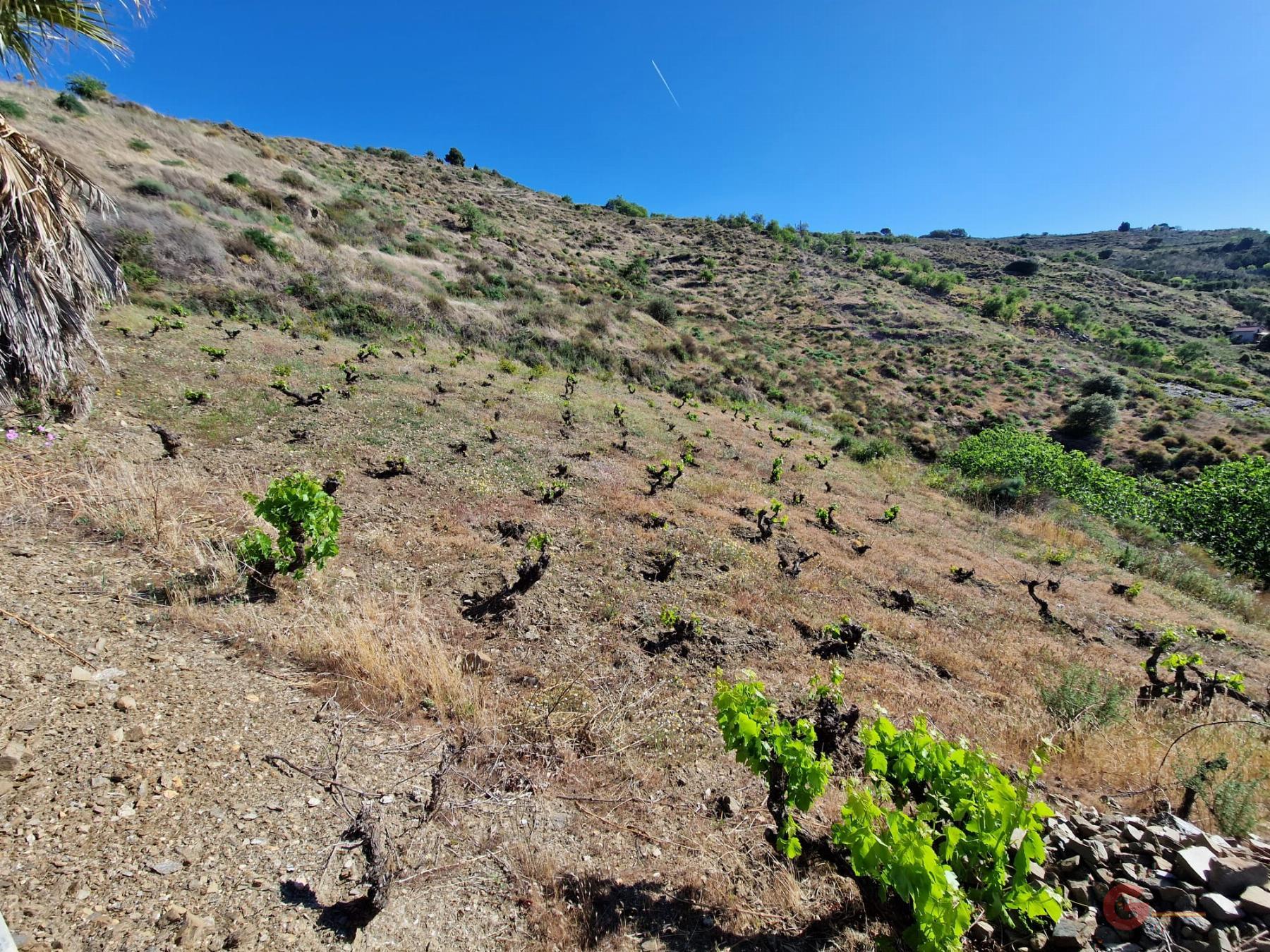 Venta de finca rústica en Molvízar