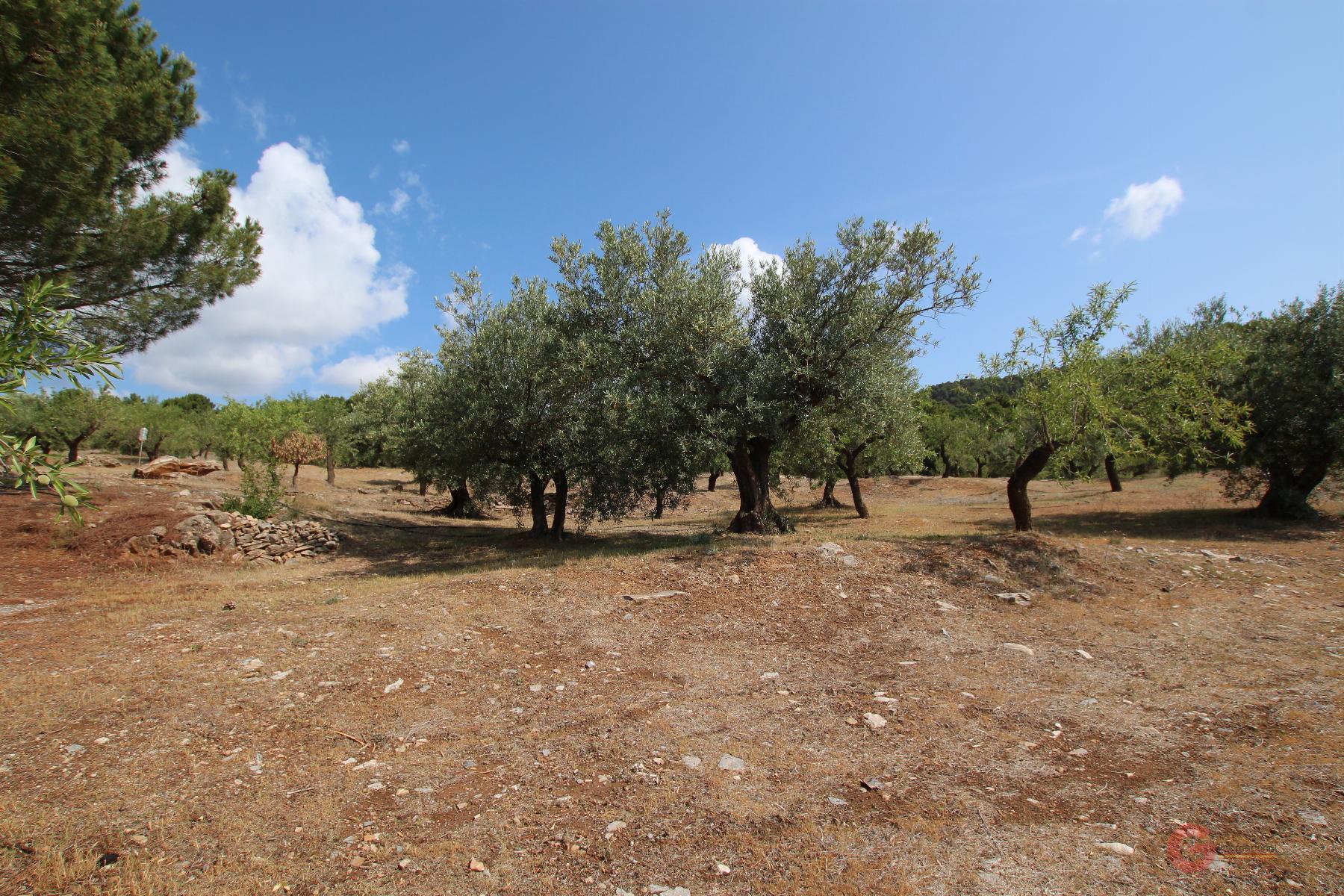 Venta de finca rústica en Guájar Alto