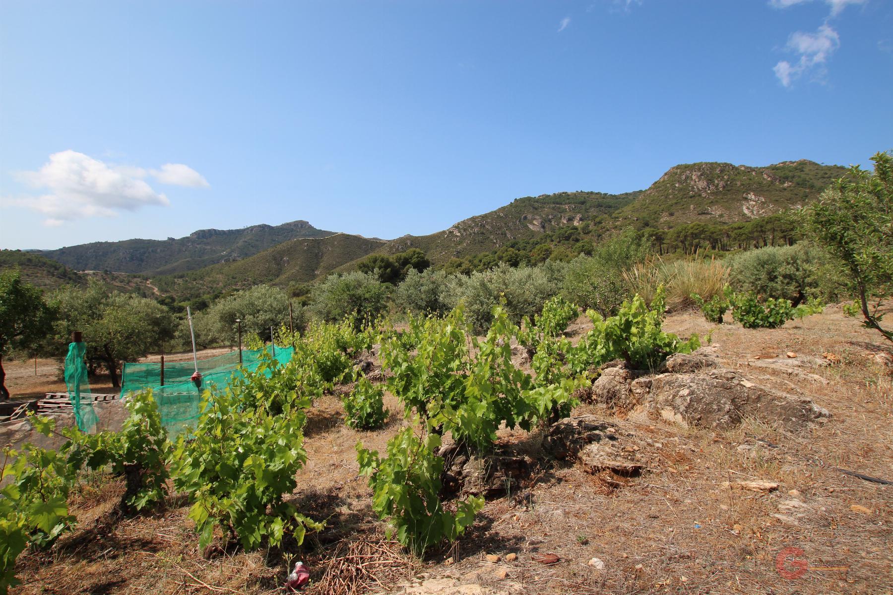Venta de finca rústica en Guájar Alto