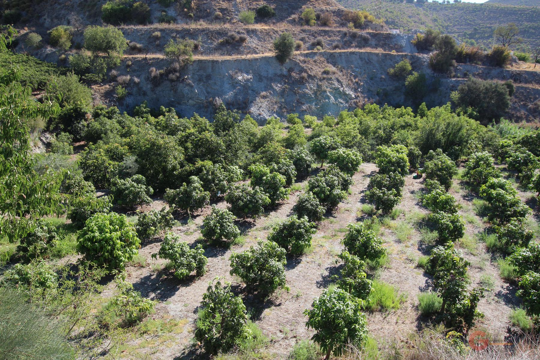 Venta de finca rústica en Molvízar