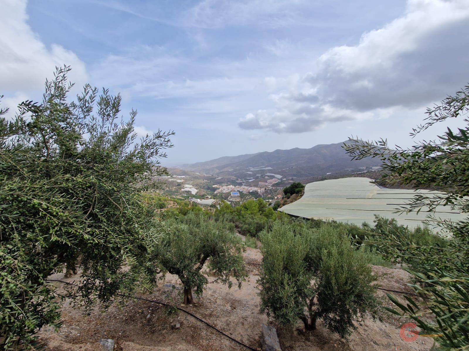 For sale of rural property in Itrabo