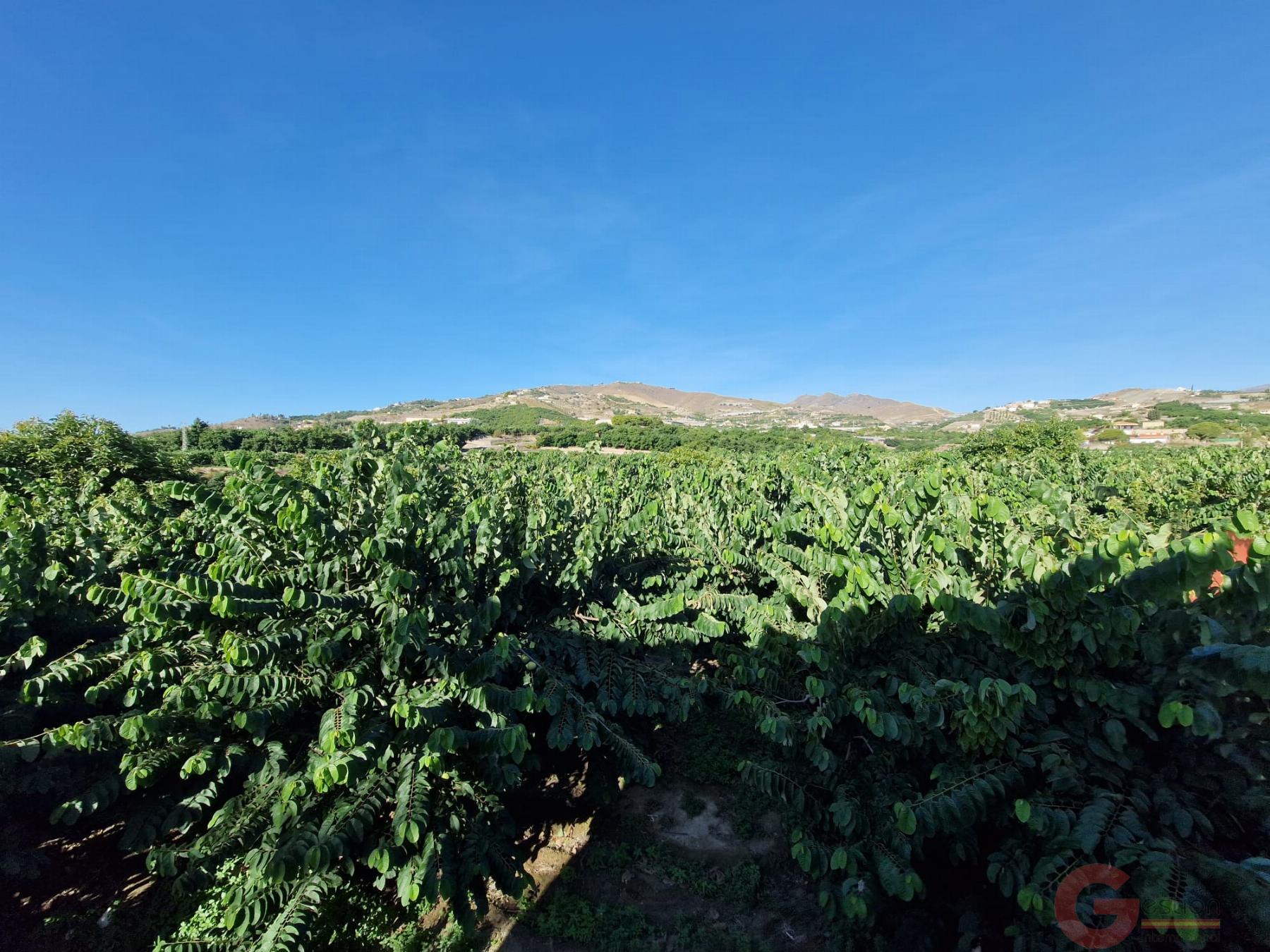 Venta de finca rústica en Salobreña Venta de finca rústica en Salobreña