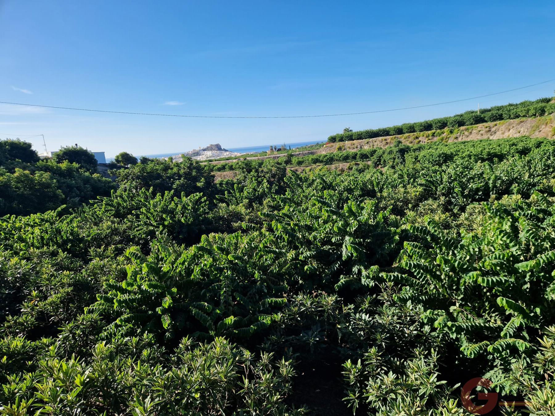 Venta de finca rústica en Salobreña Venta de finca rústica en Salobreña