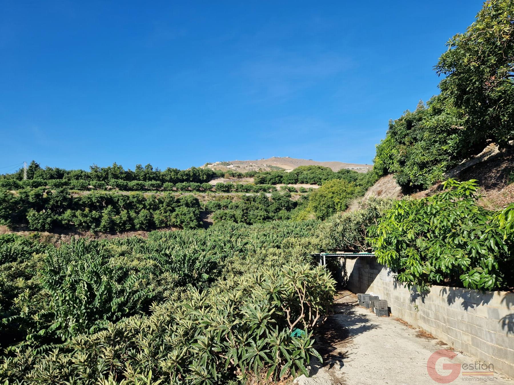 Venta de finca rústica en Salobreña Venta de finca rústica en Salobreña