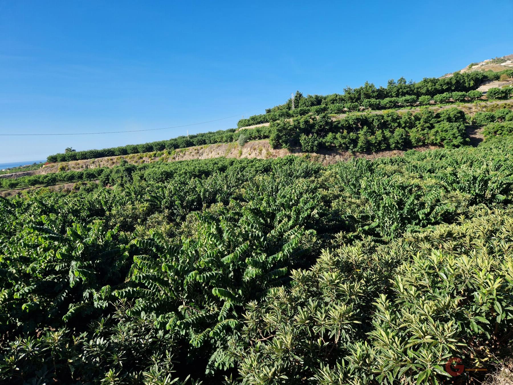 Venta de finca rústica en Salobreña