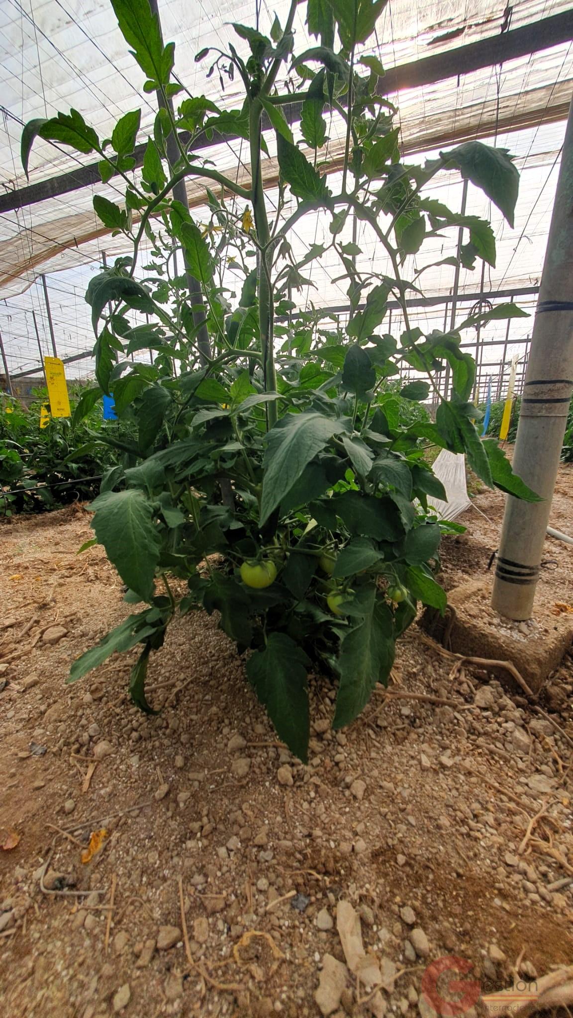 Venta de finca rústica en Vélez de Benaudalla Venta de finca rústica en Vélez de Benaudalla