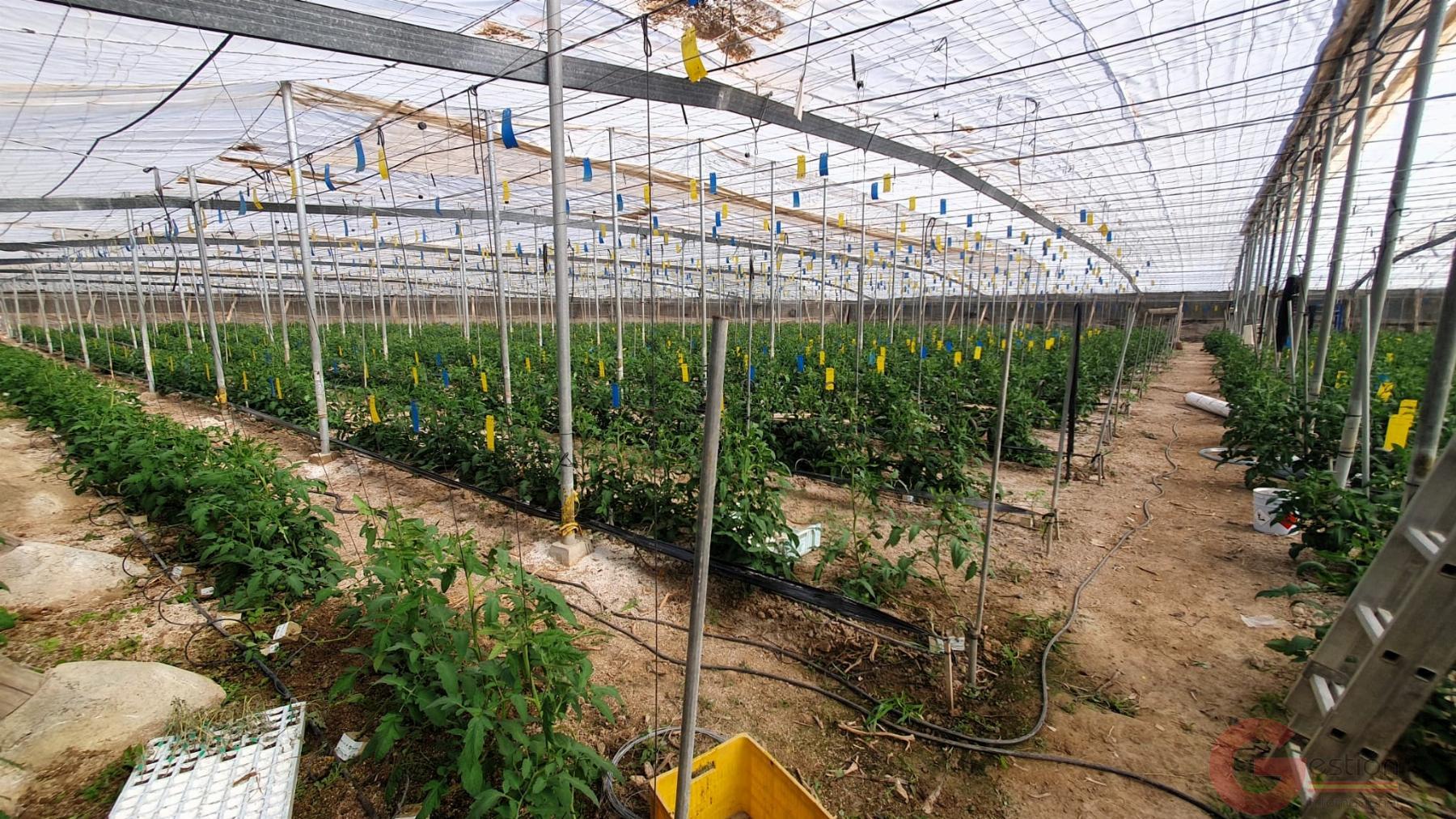 Venta de finca rústica en Vélez de Benaudalla Venta de finca rústica en Vélez de Benaudalla