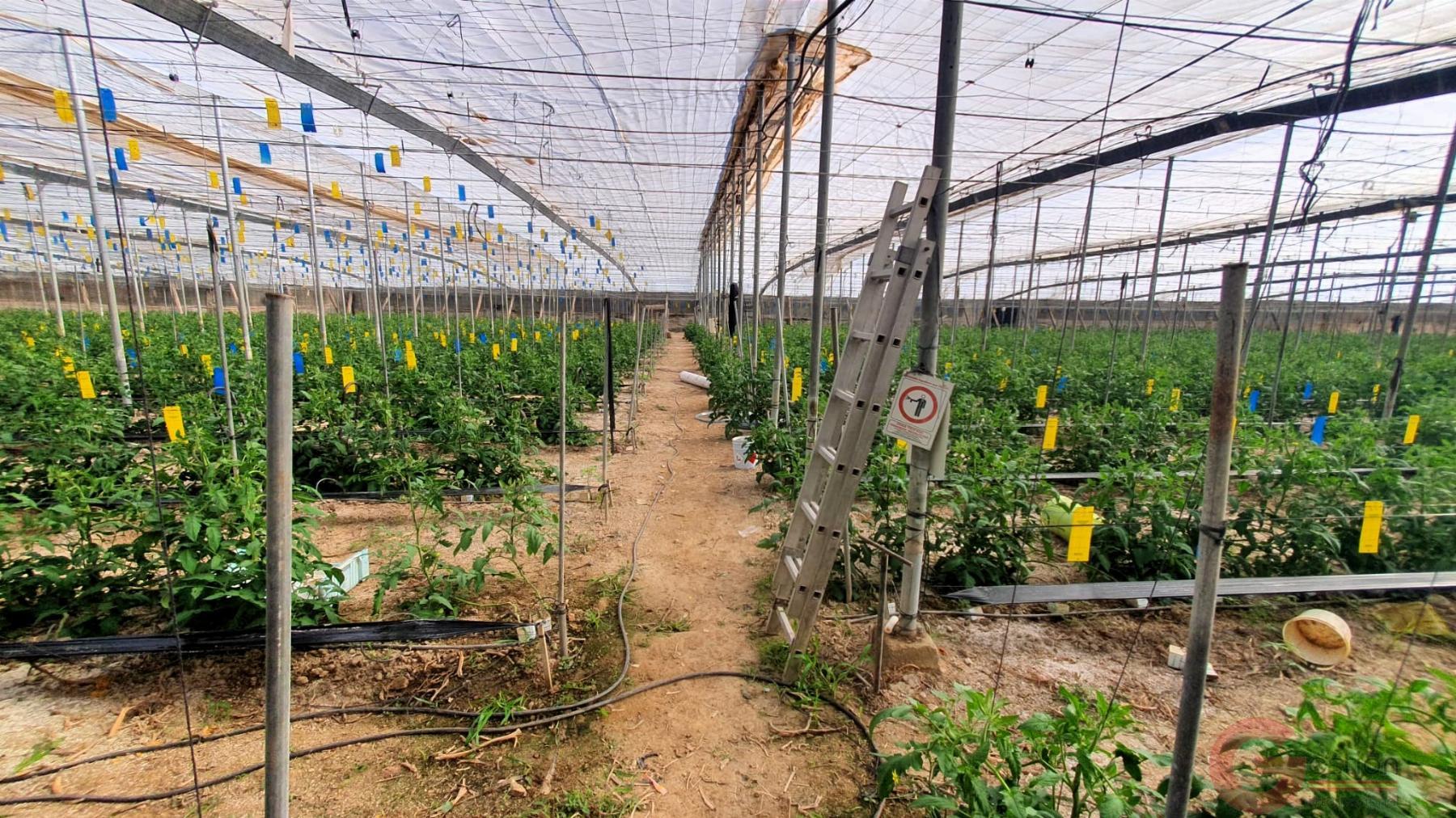 Venta de finca rústica en Vélez de Benaudalla Venta de finca rústica en Vélez de Benaudalla