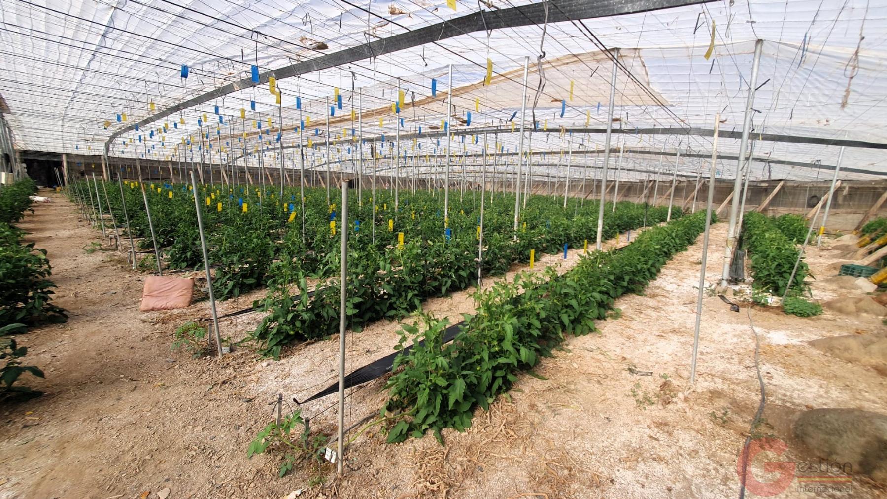 Venta de finca rústica en Vélez de Benaudalla Venta de finca rústica en Vélez de Benaudalla