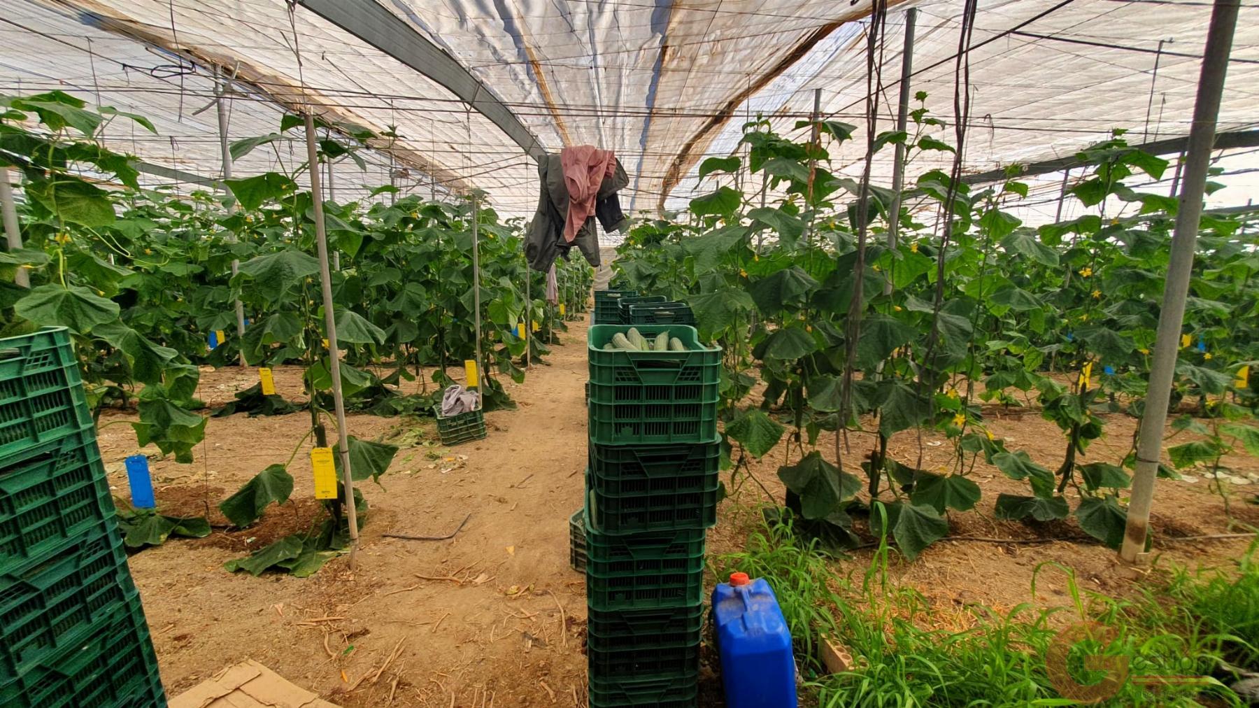 Venta de finca rústica en Vélez de Benaudalla Venta de finca rústica en Vélez de Benaudalla