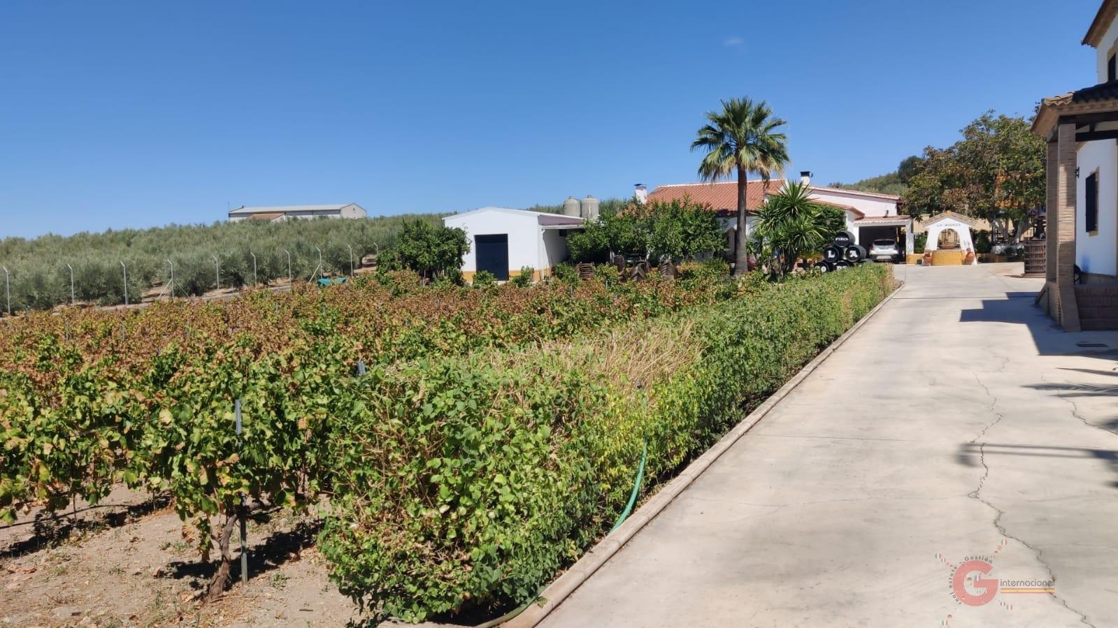 Venta de chalet en Montilla
