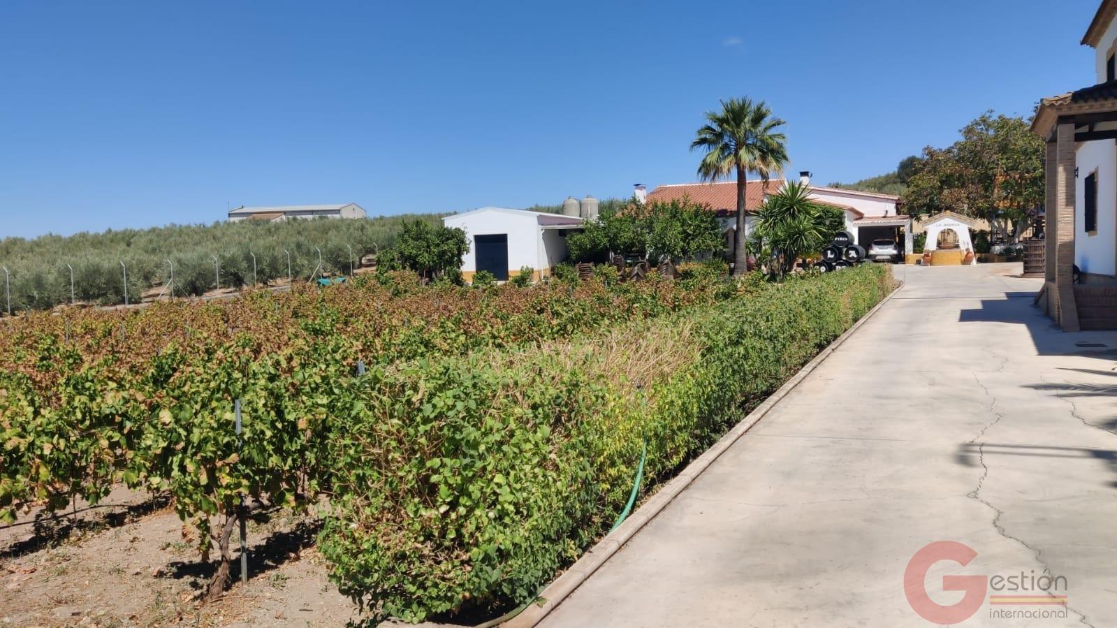 Venta de chalet en Montilla Venta de chalet en Montilla