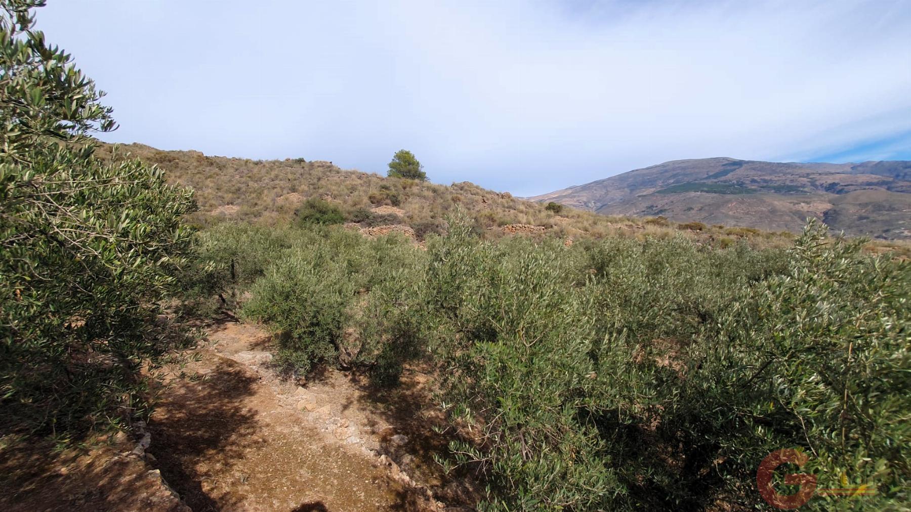 Venta de terreno en Píñar Venta de terreno en Píñar