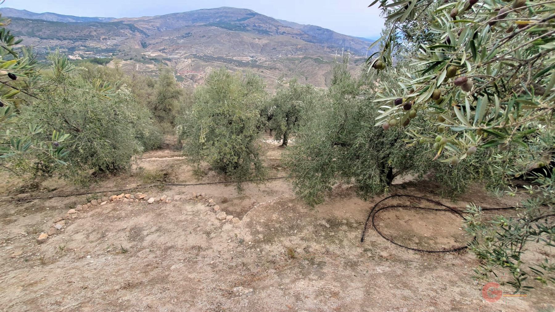 Venta de terreno en Píñar