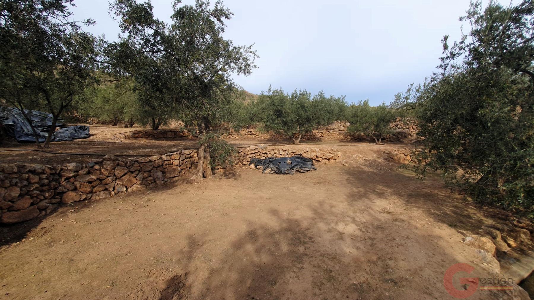 Venta de terreno en Píñar Venta de terreno en Píñar