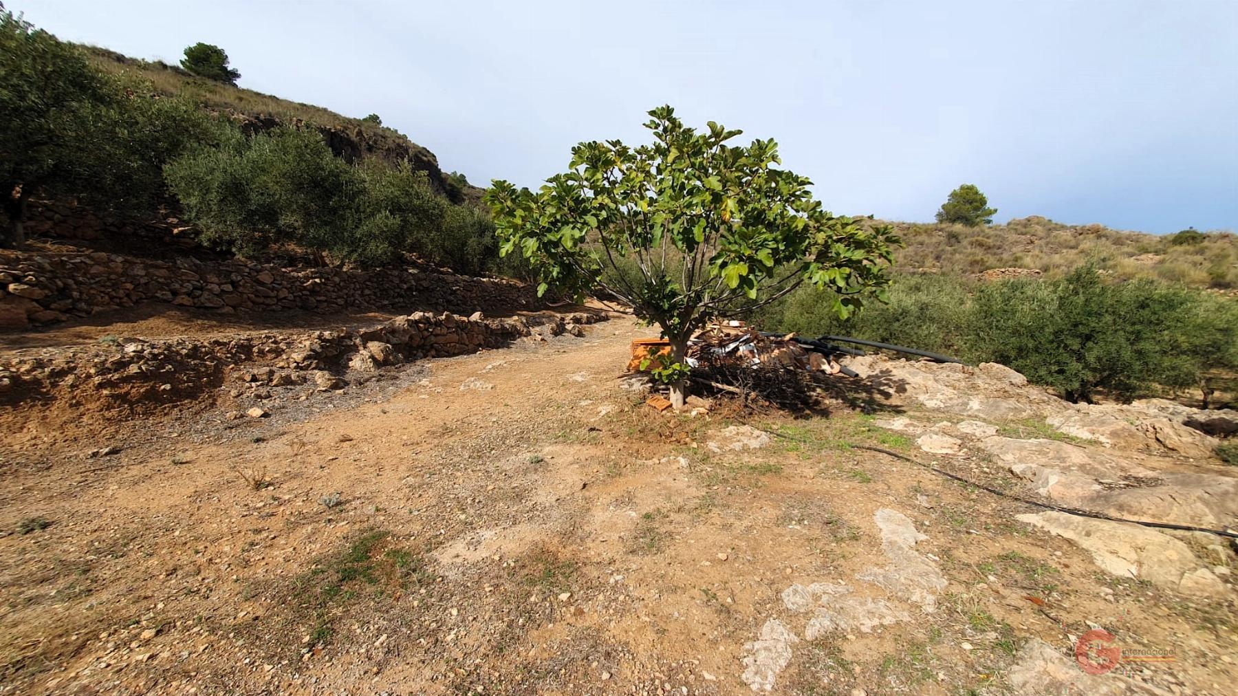 Venta de terreno en Píñar