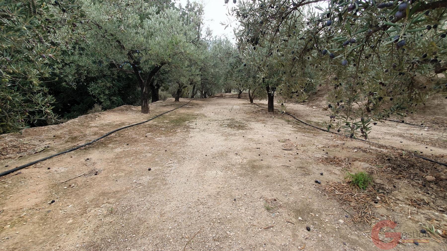 Venta de terreno en Píñar Venta de terreno en Píñar