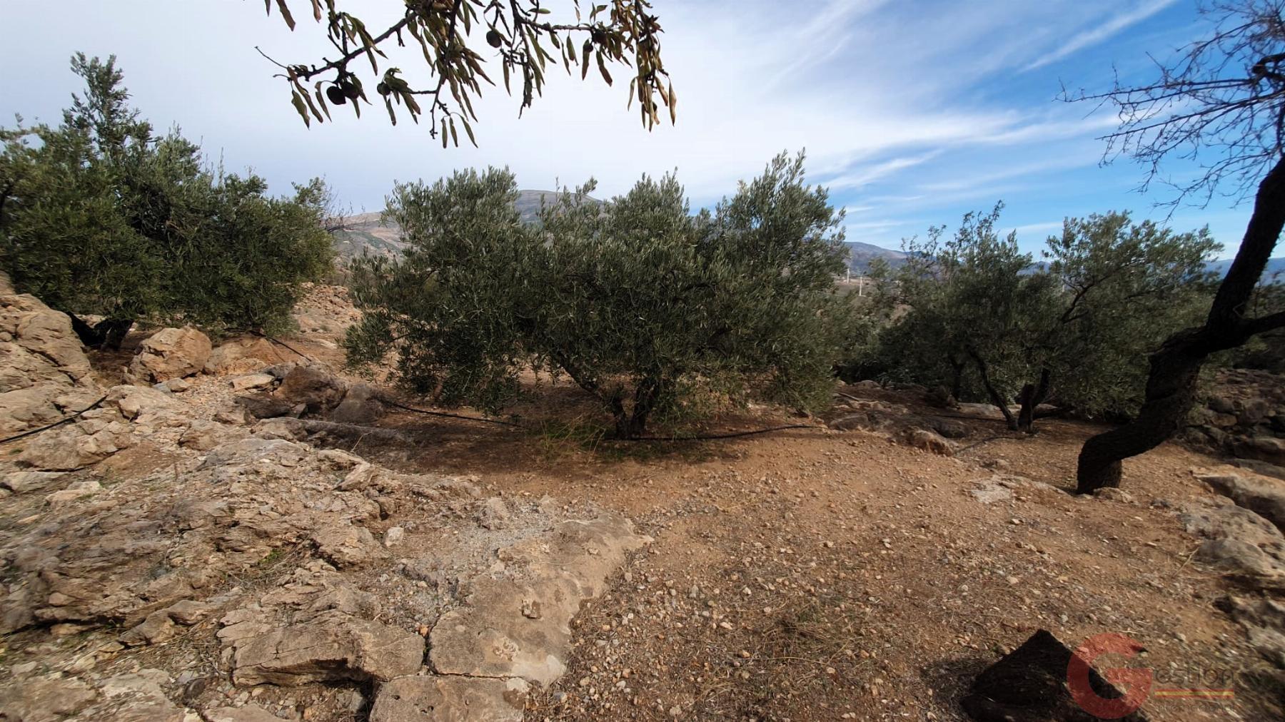 Venta de terreno en Píñar Venta de terreno en Píñar