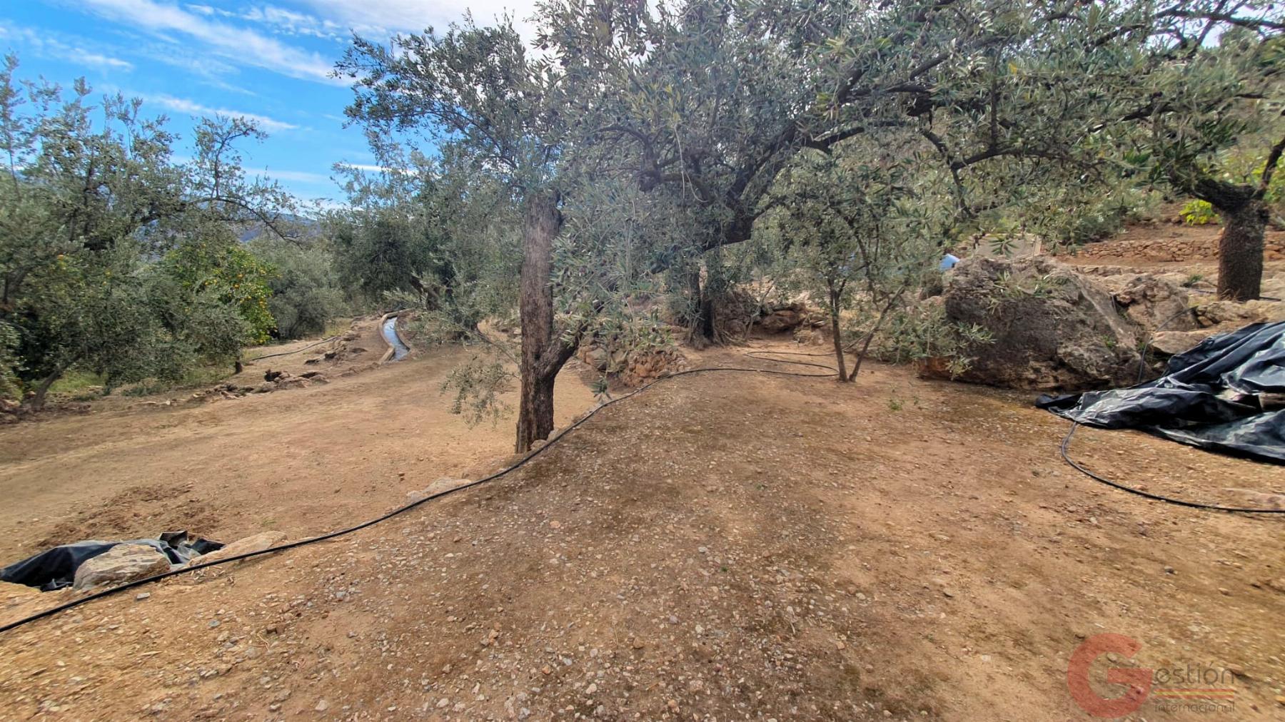 Venta de terreno en Píñar Venta de terreno en Píñar