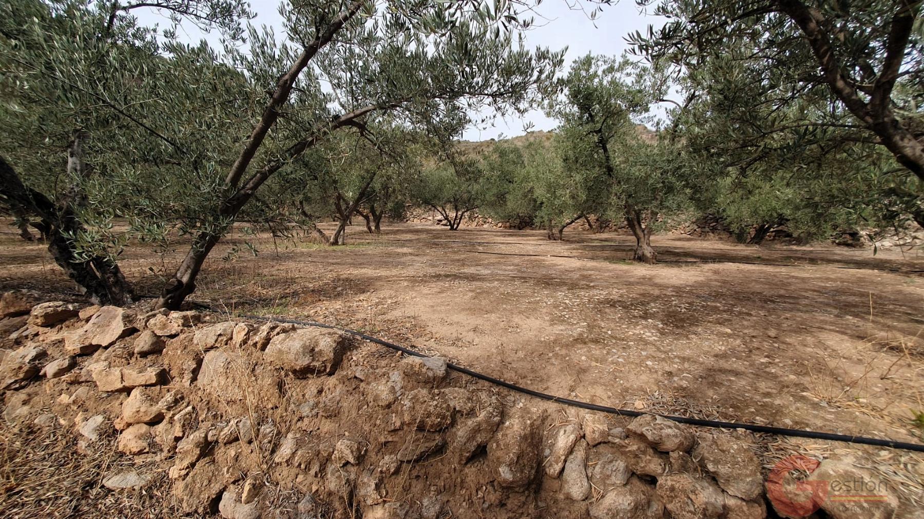 Venta de terreno en Píñar Venta de terreno en Píñar