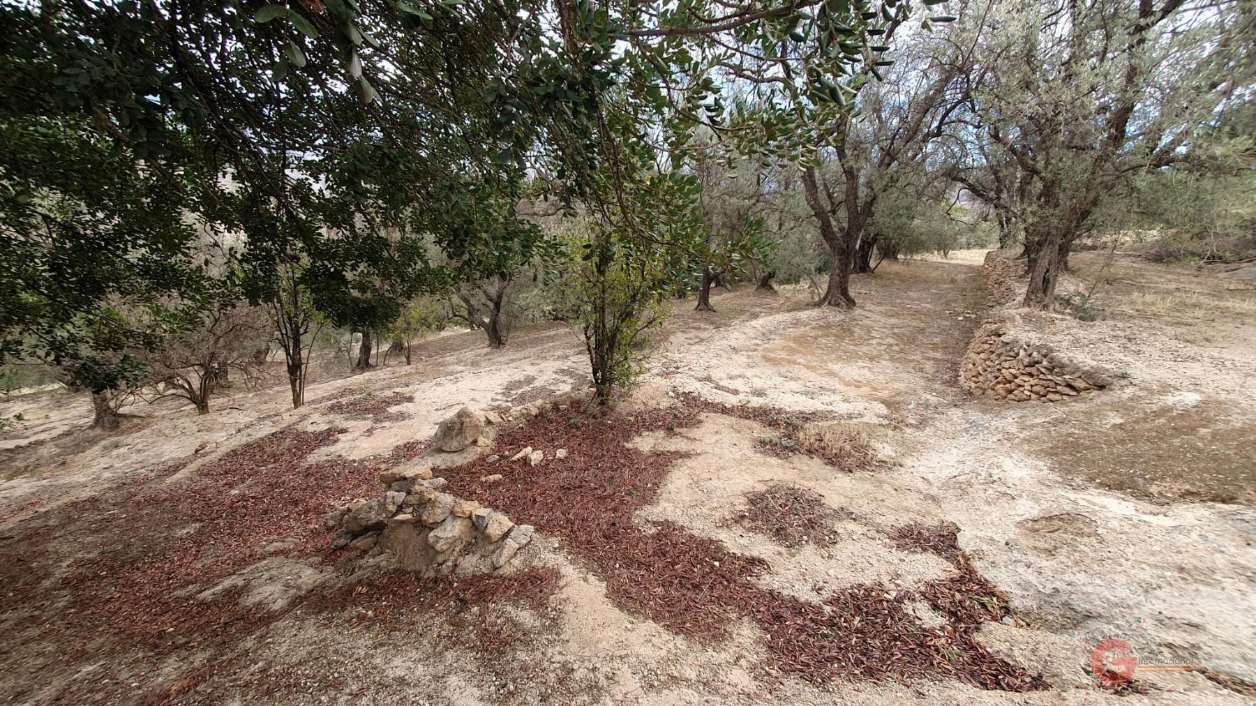 Vendita di terreno in Píñar