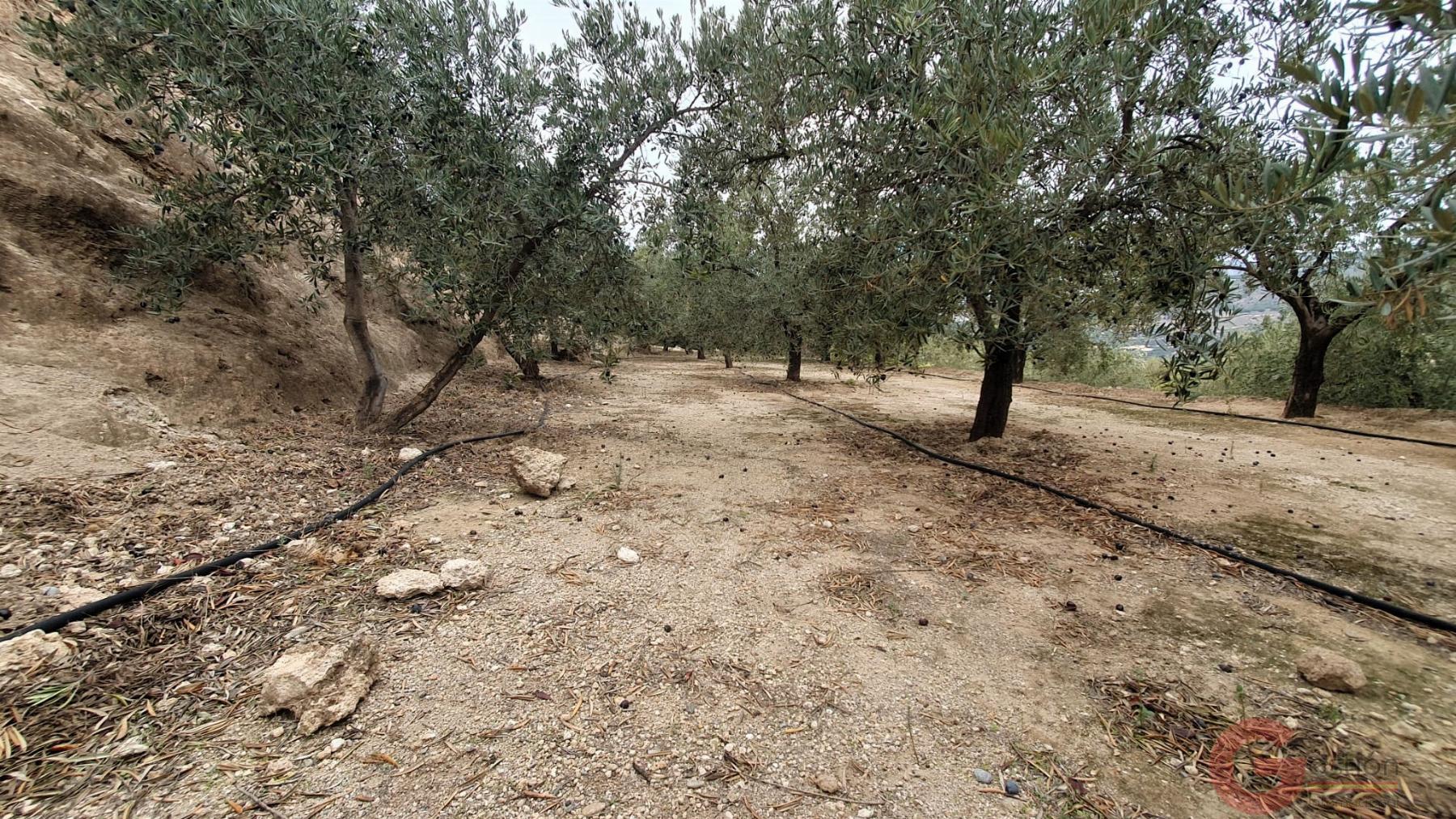 Venta de terreno en Píñar Venta de terreno en Píñar