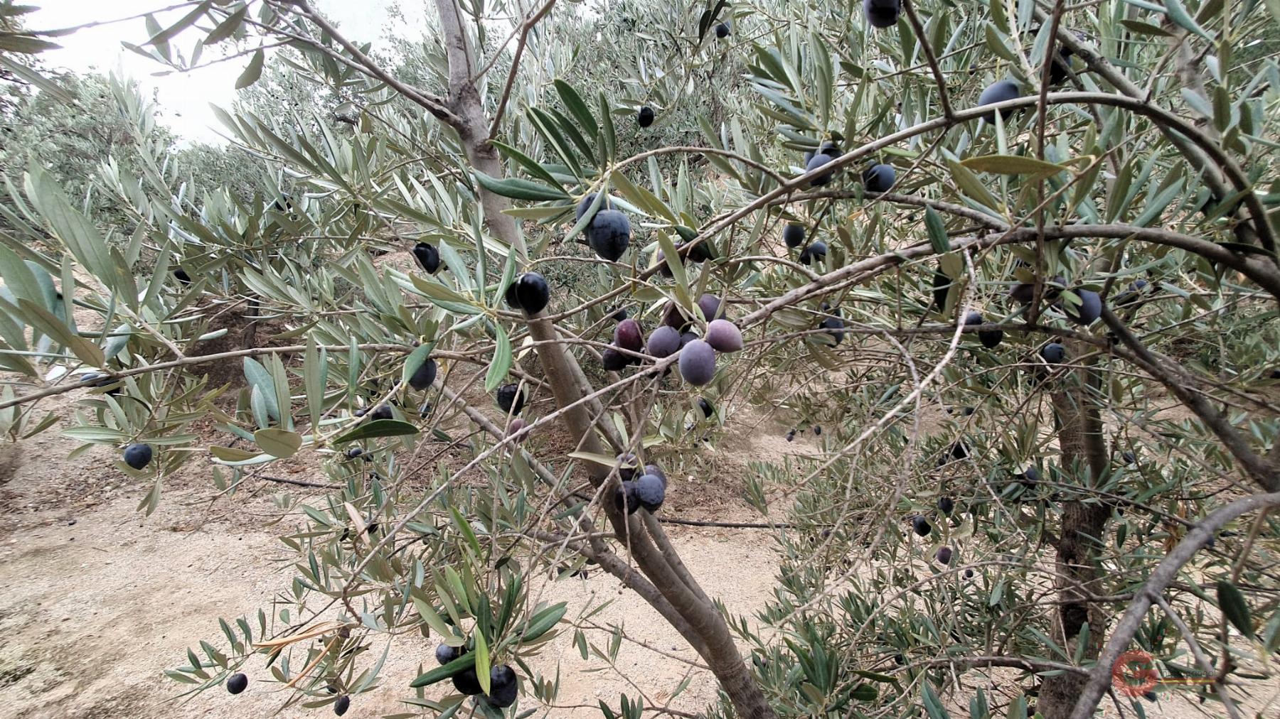 Vendita di terreno in Píñar
