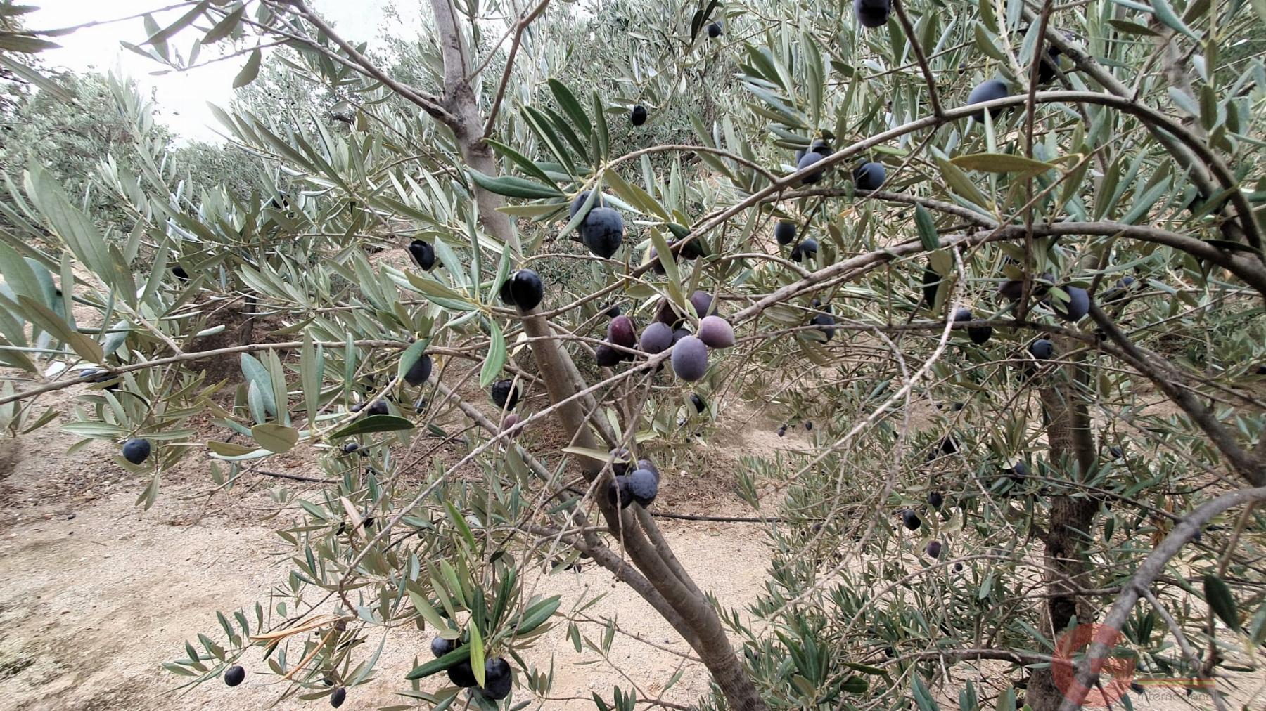 Venta de terreno en Píñar Venta de terreno en Píñar
