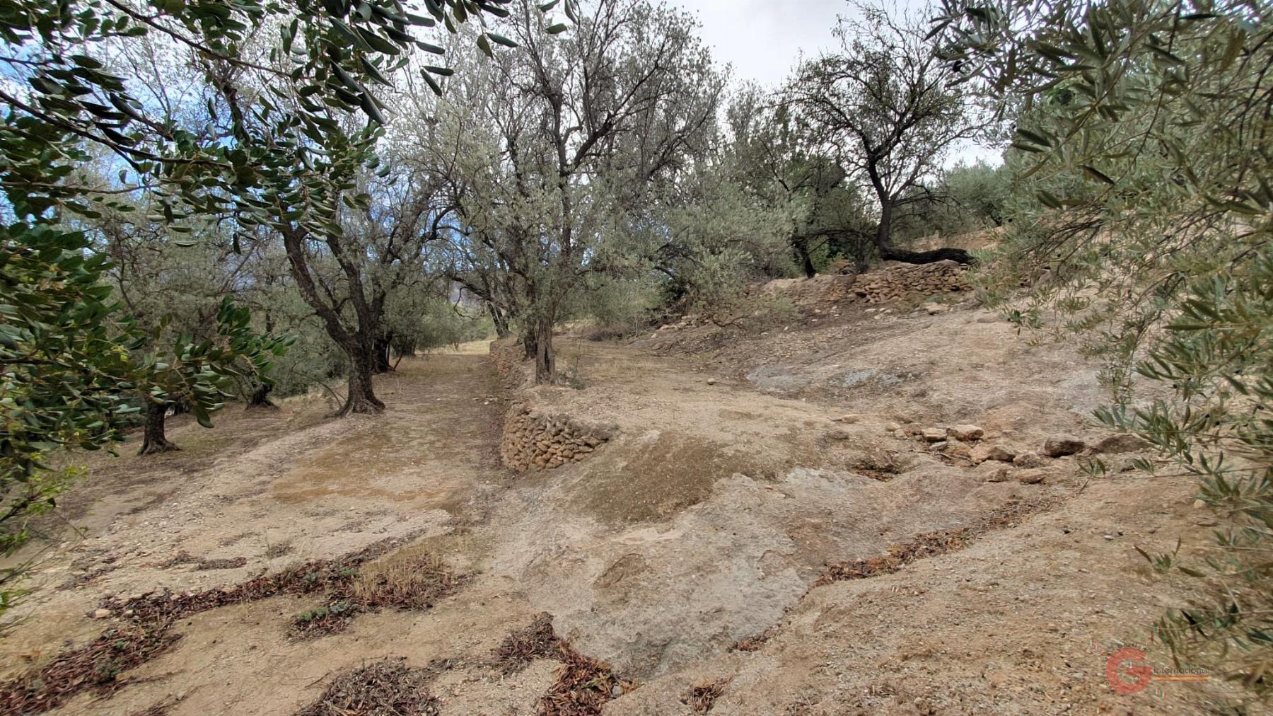 Vendita di terreno in Píñar