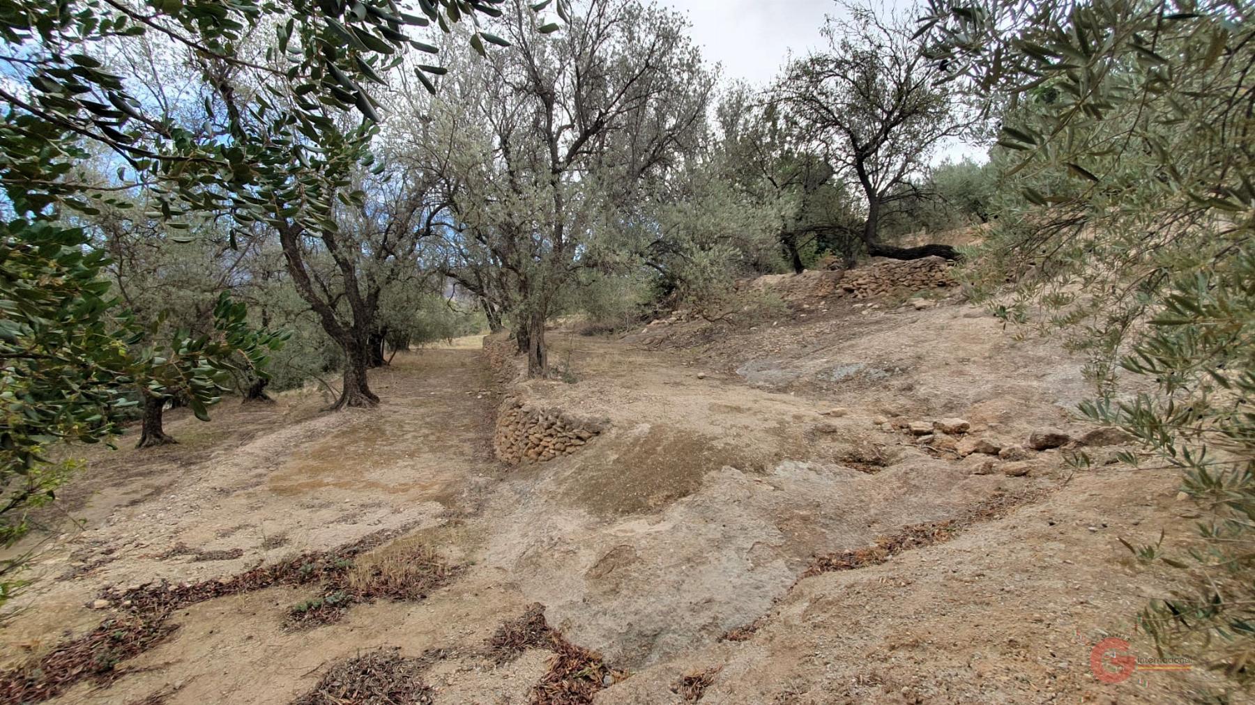 Venta de terreno en Píñar