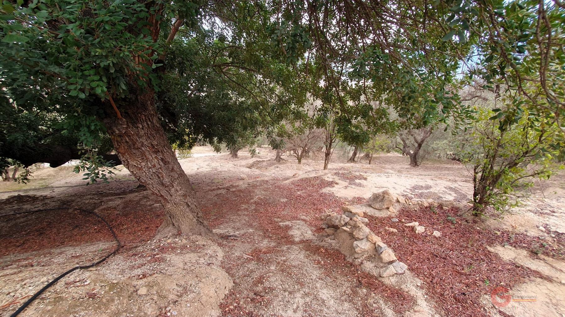 Vendita di terreno in Píñar
