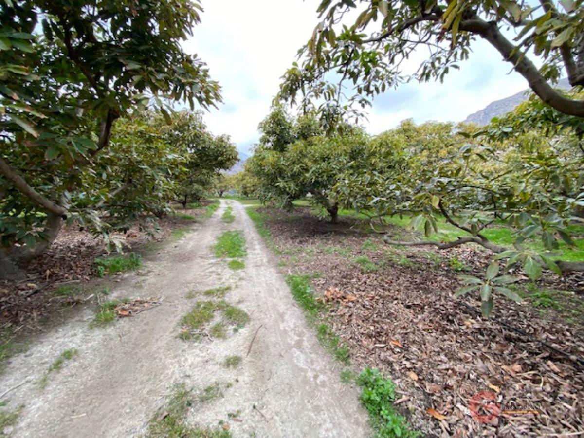 Venta de finca rústica en Motril