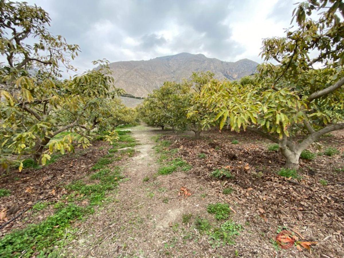 Venta de finca rústica en Motril