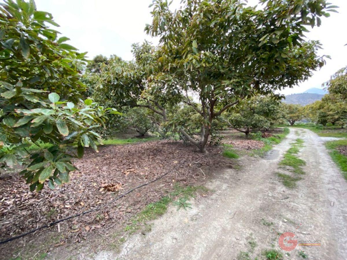 Venta de finca rústica en Motril