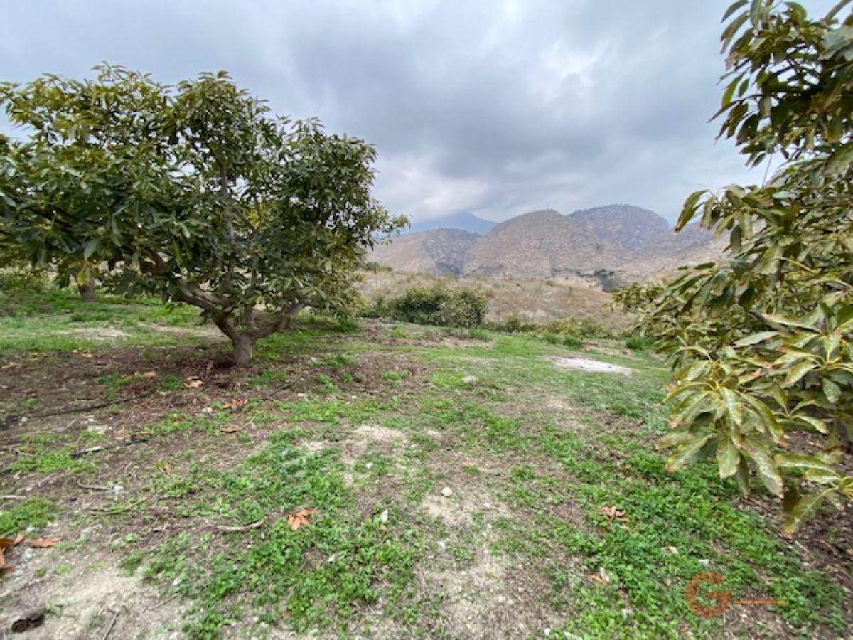 Venta de finca rústica en Motril