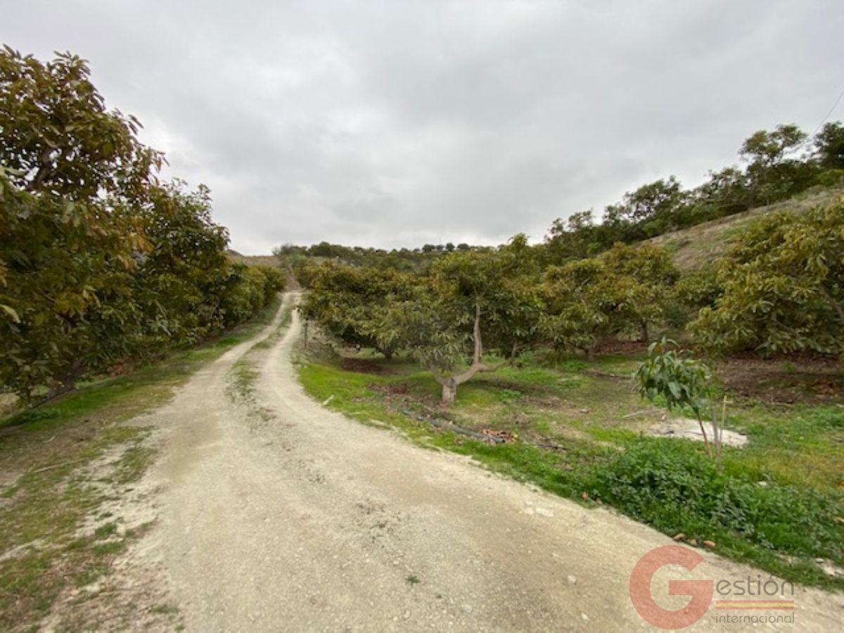 Vendita di proprietà rurale in Motril