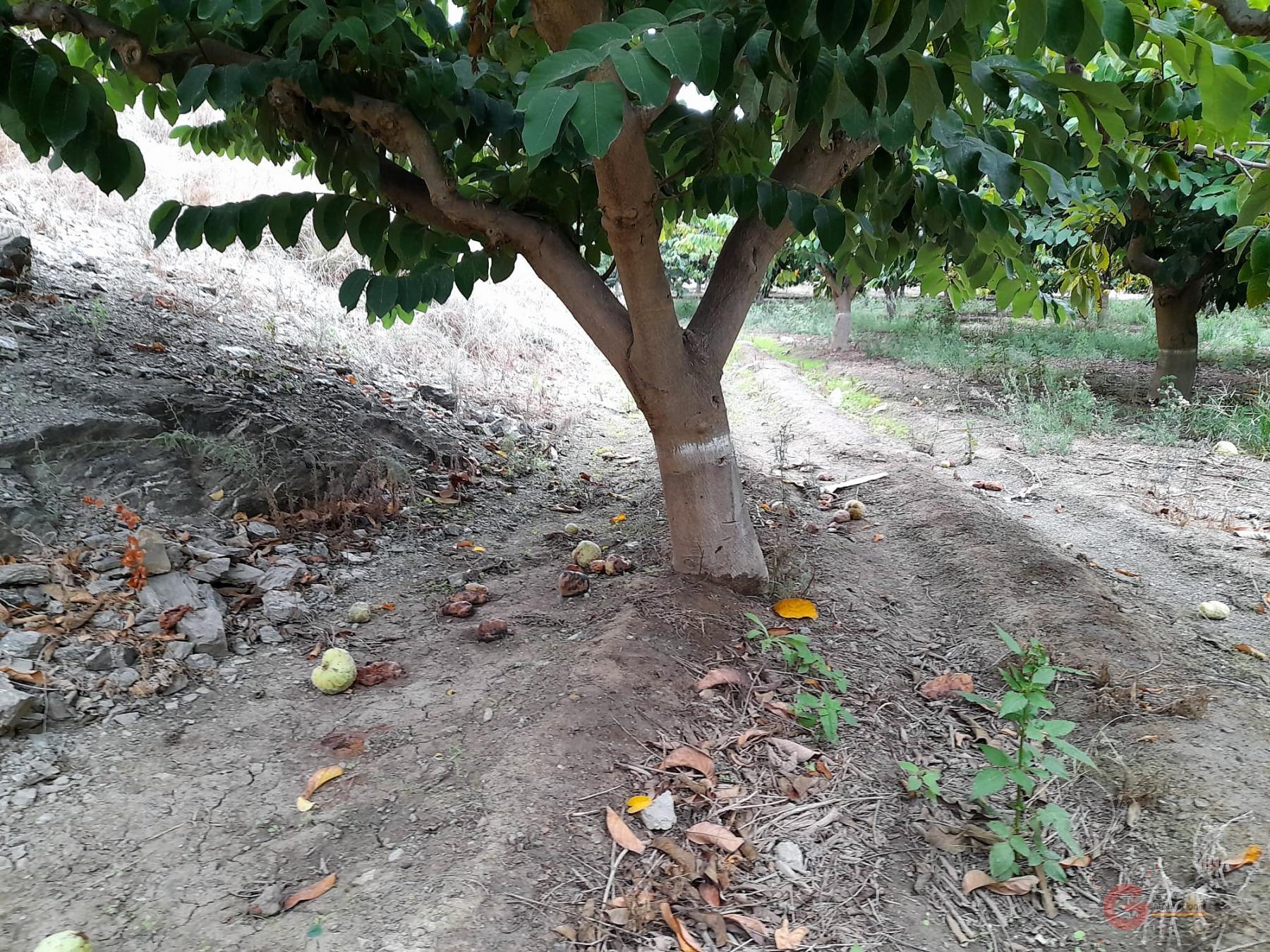 Vente de terrain dans Motril