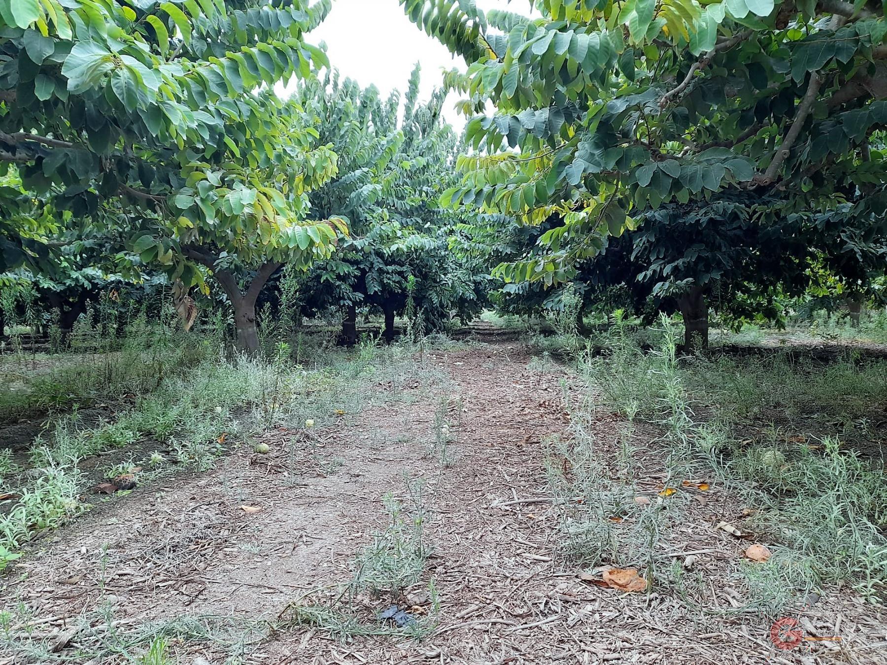 Vente de terrain dans Motril
