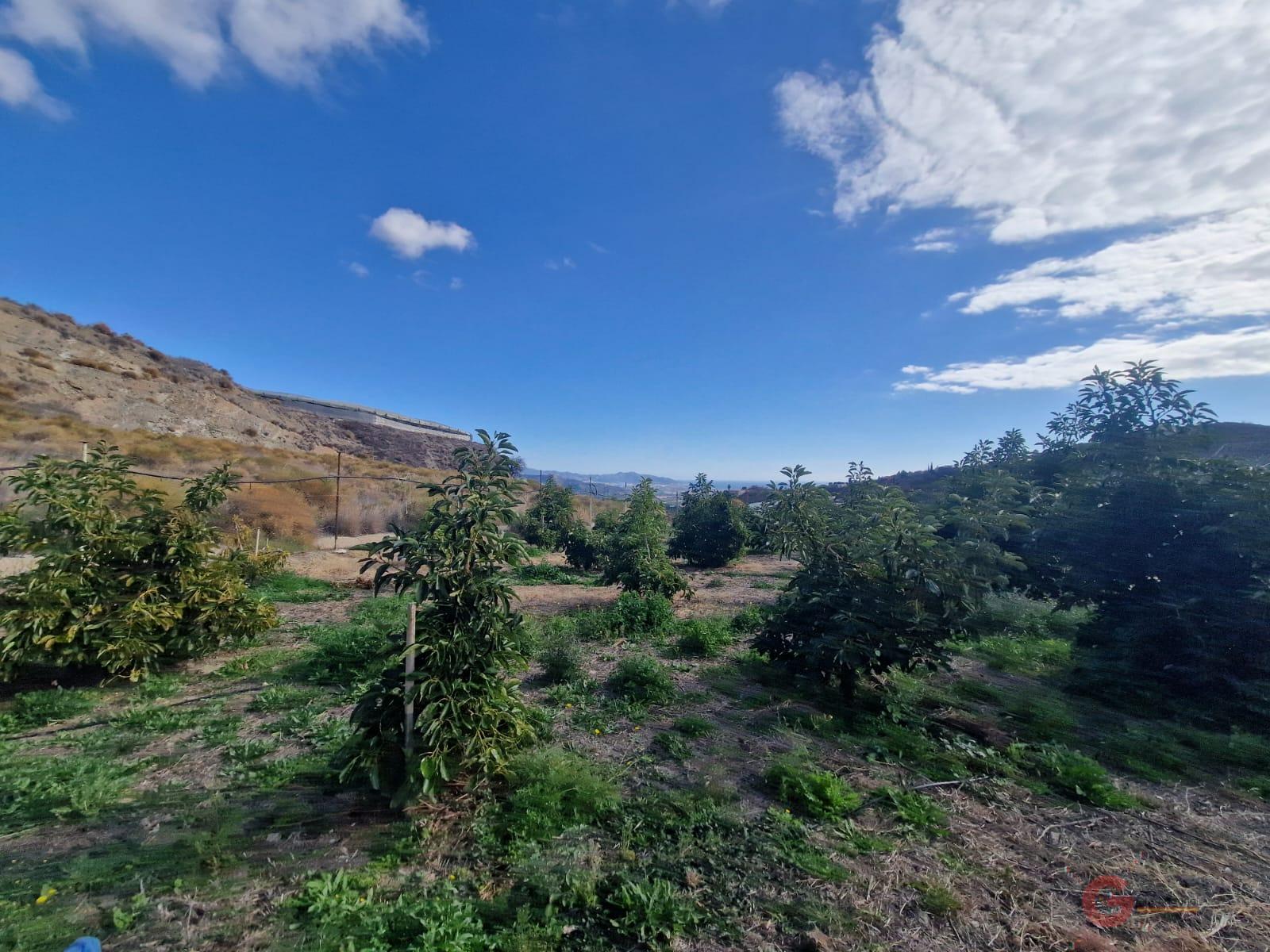 Venta de finca rústica en Salobreña