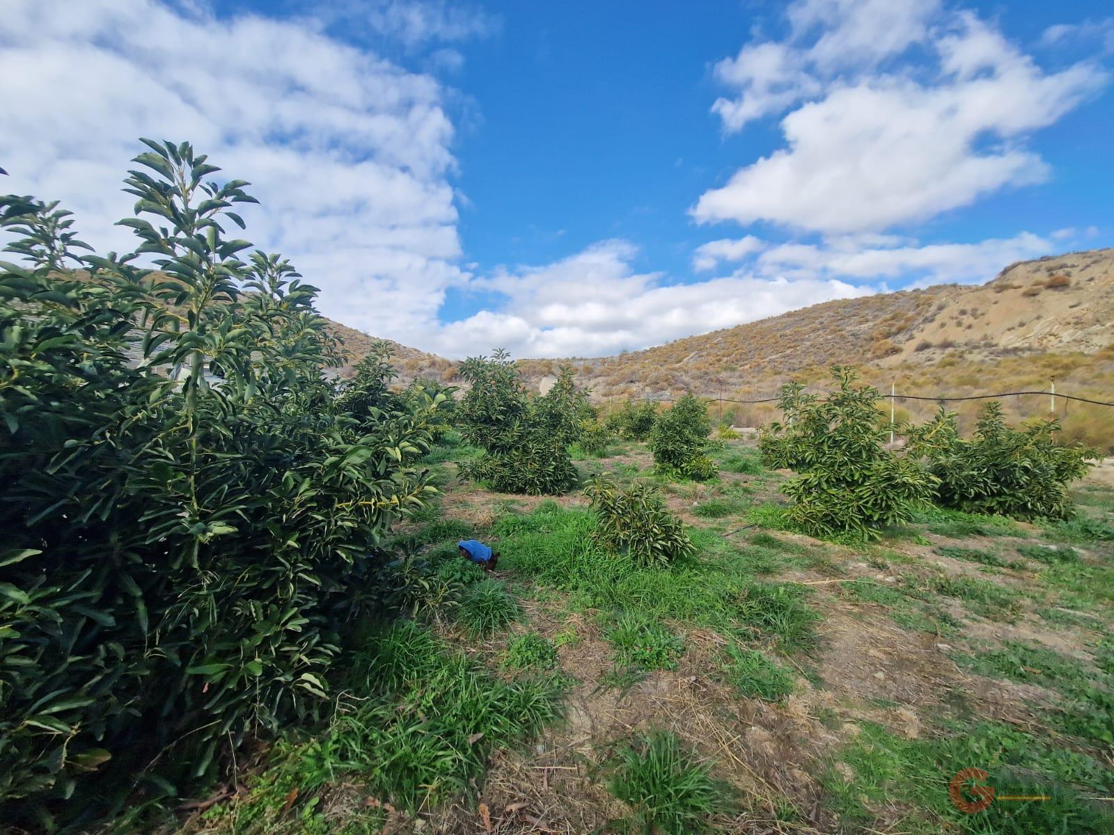 Vente de propriété rurale dans Salobreña